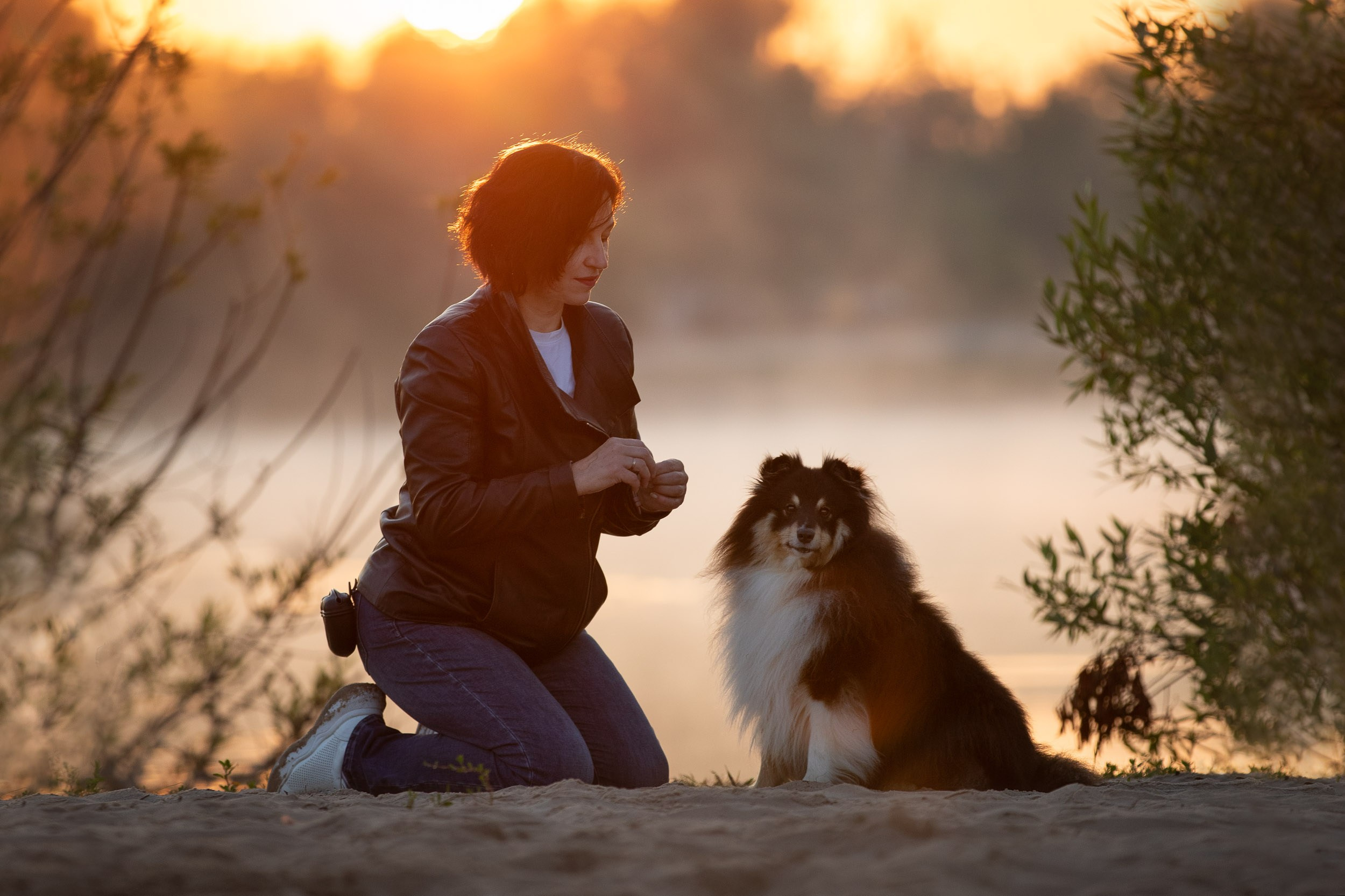 Съемка с шелти на рассвете на песчаном карьере. Фотограф-анималист в Москве и Московской области Татьяна Фролова