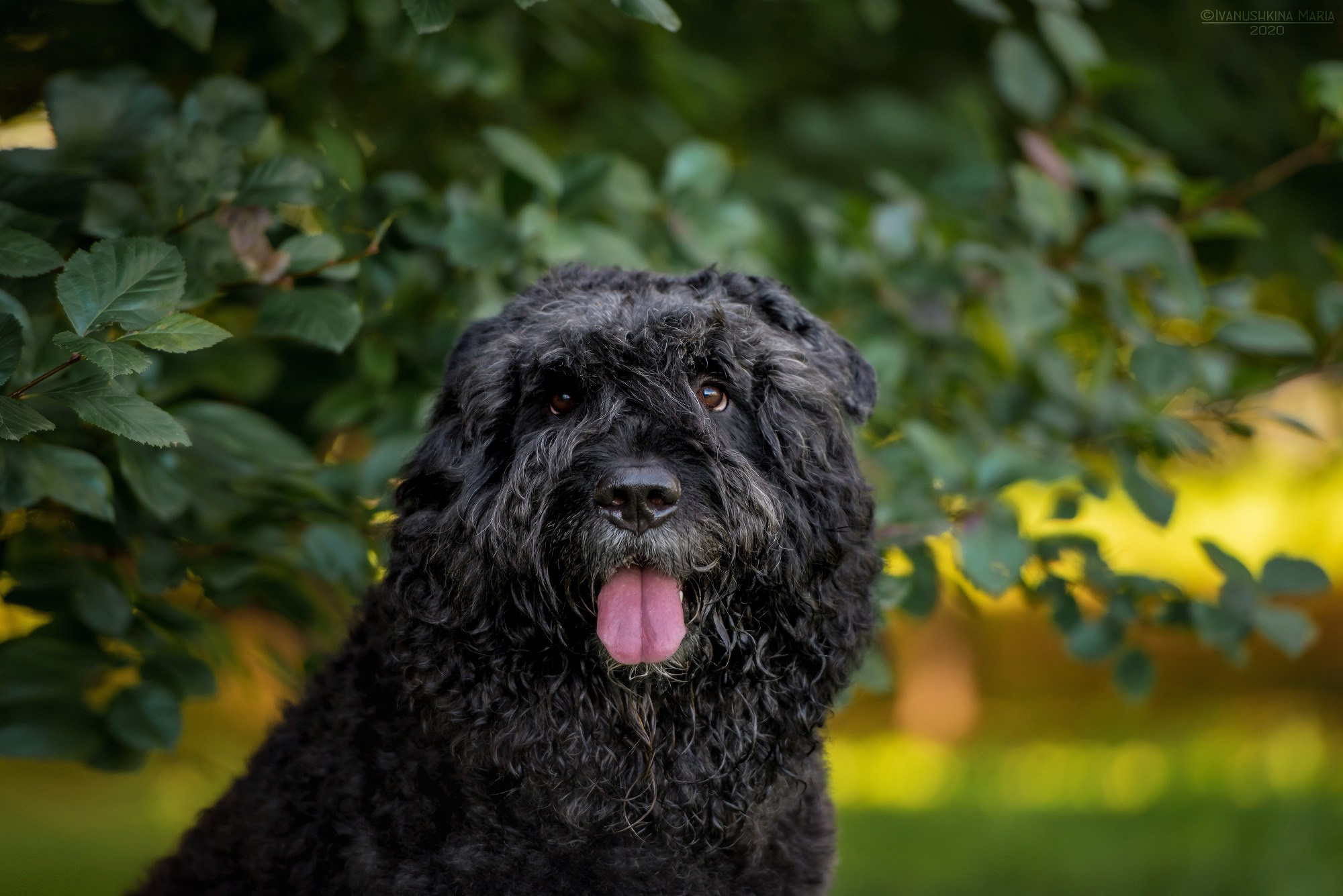 фландрский бувье