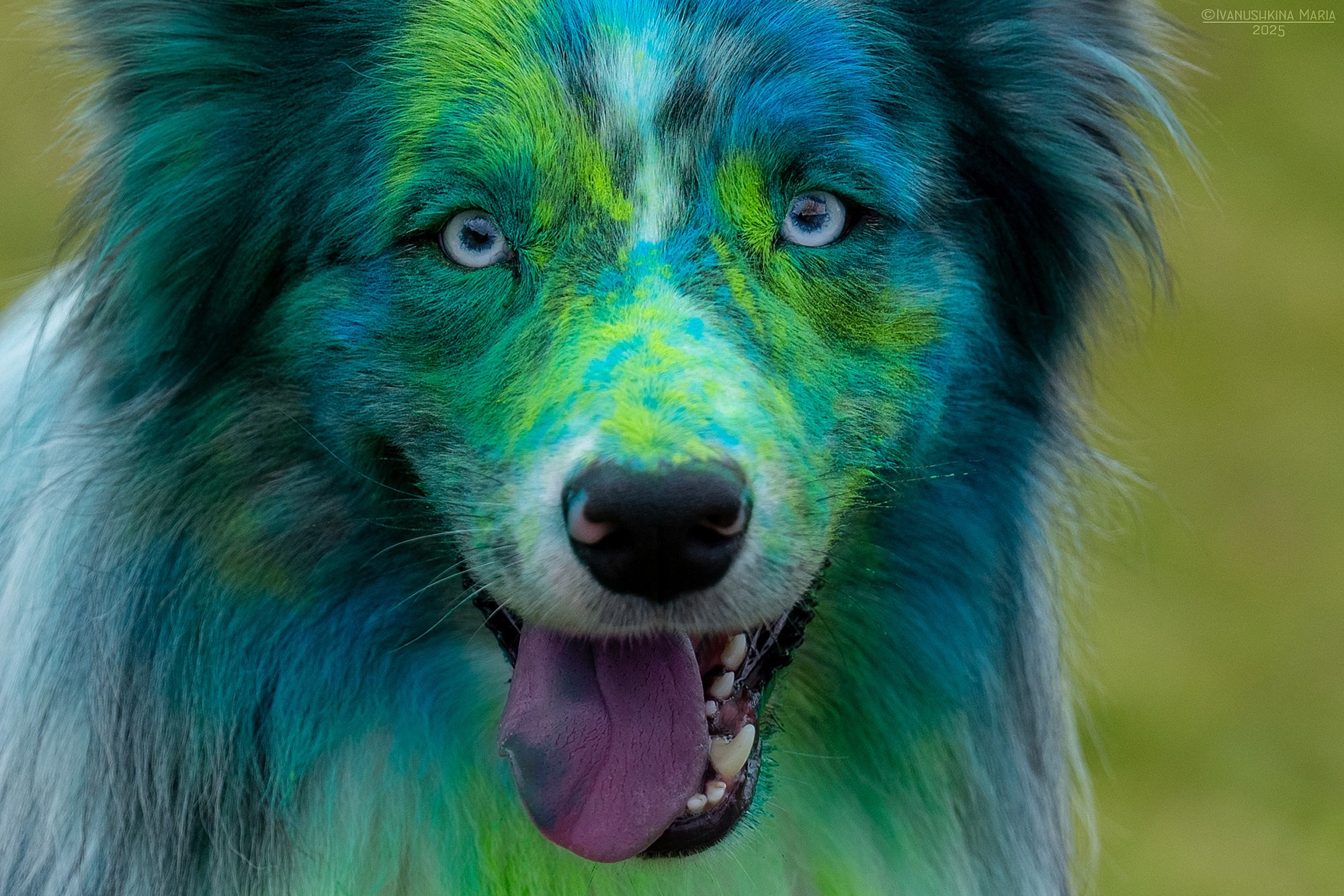 Фотосессия собаки с красками холи. Фотограф собак в Москве и Московской области Иванушкина Мария