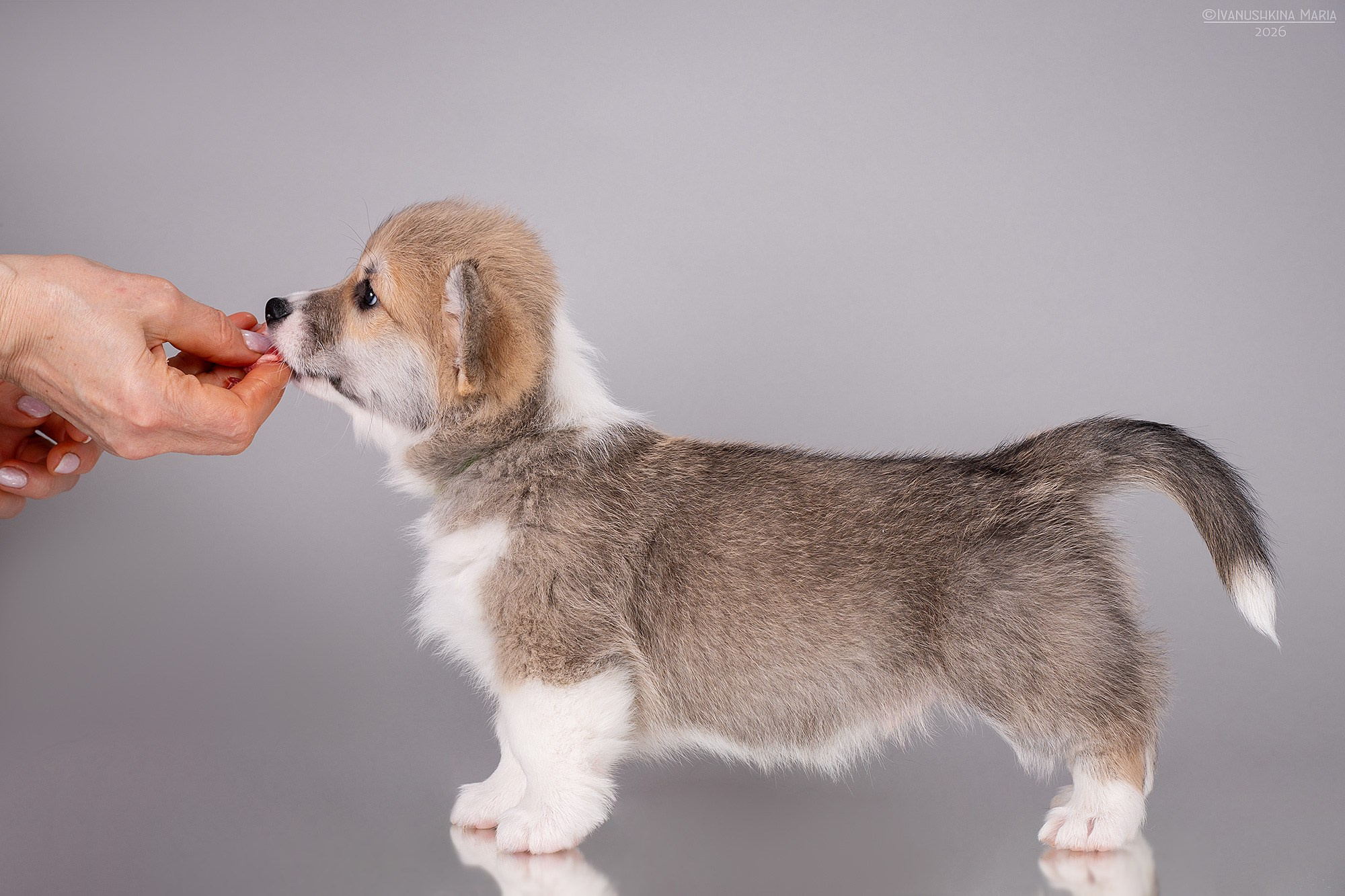 Экстерьерная фотосессия собаки. Фотограф собак в Москве и Московской области Иванушкина Мария