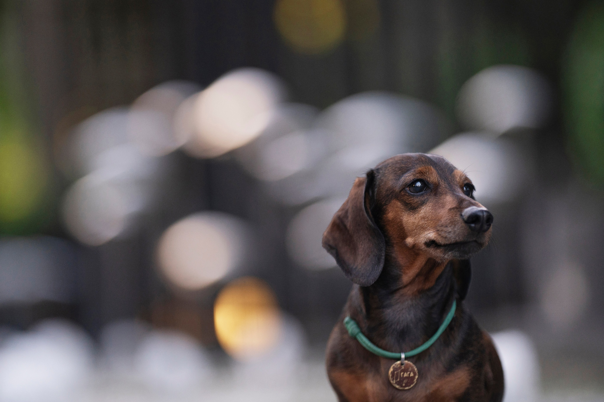 Алексей, Гага и рассвет. Kameramotor74