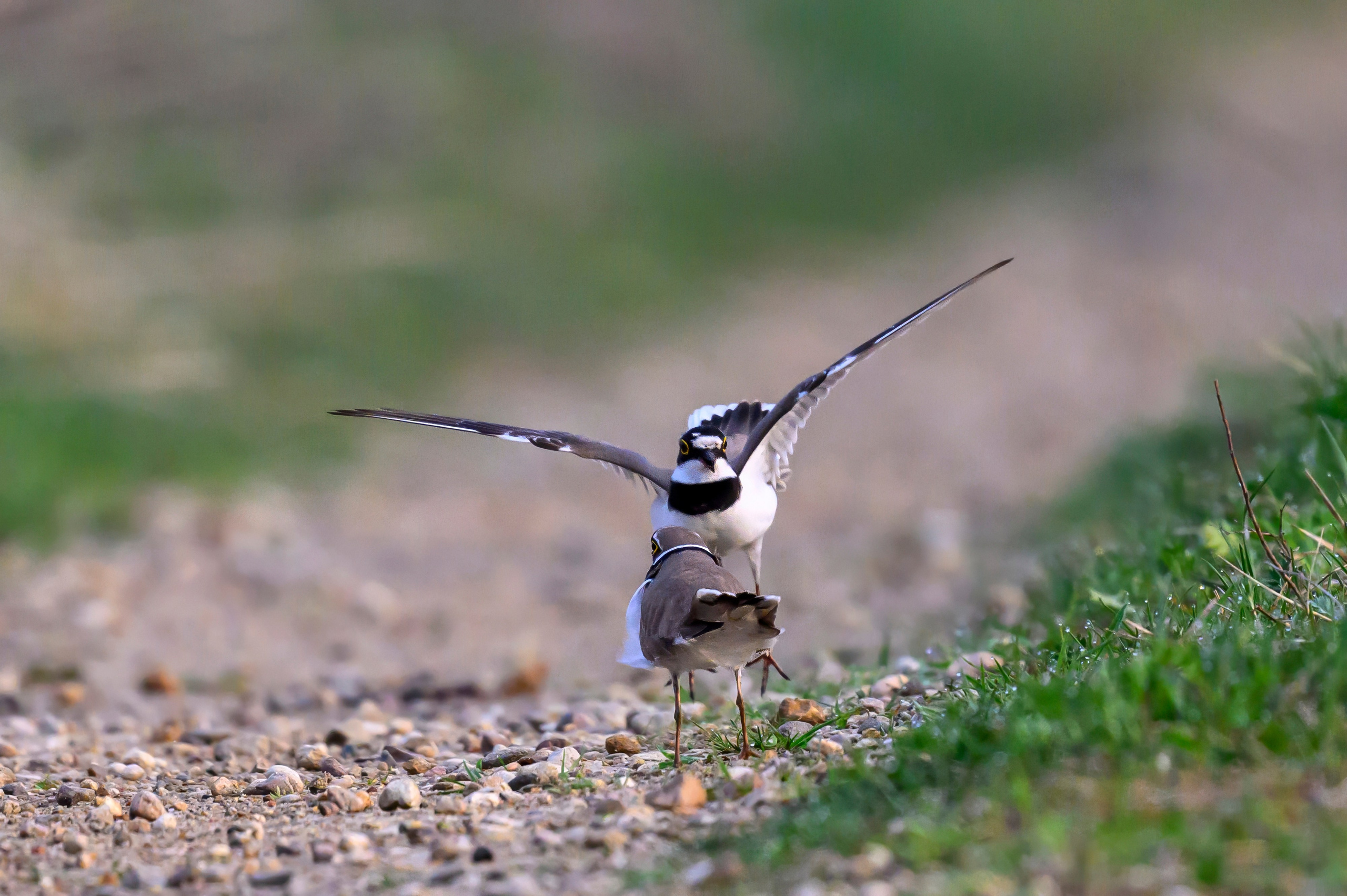 Малый зуек. Wildlife photography by Sergey Puponin