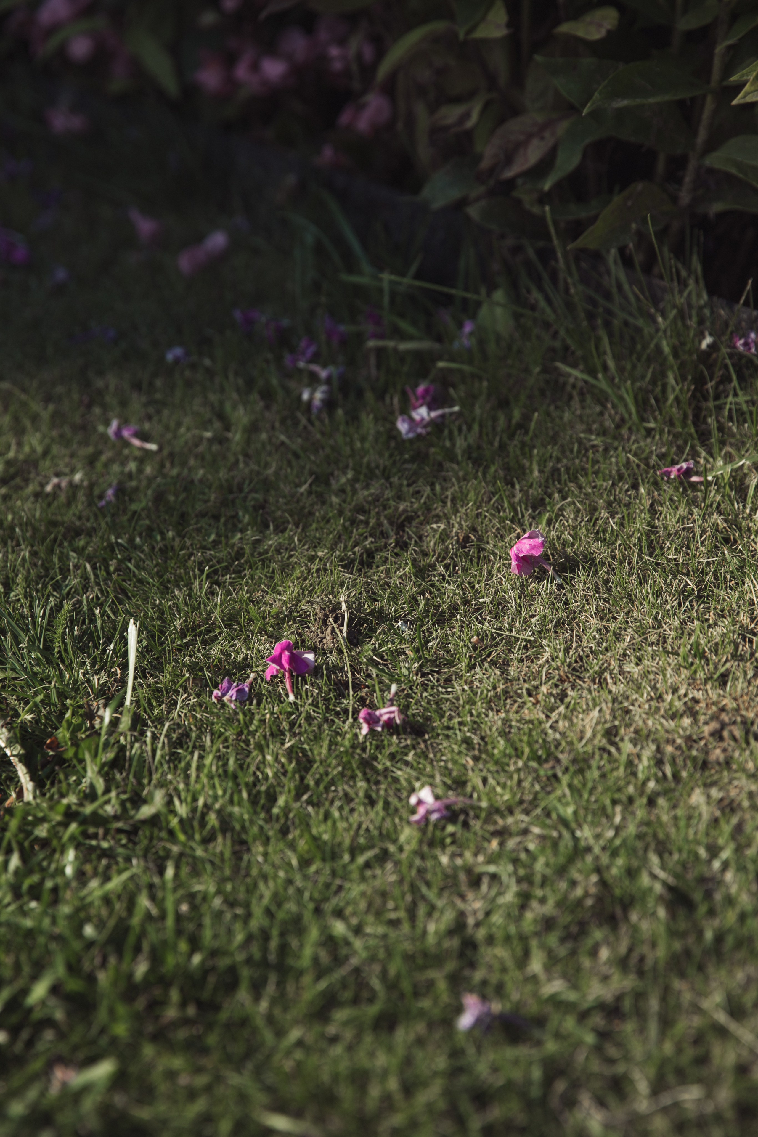 Ораниенбаум. Фотограф и ретушёр Мария Гущина