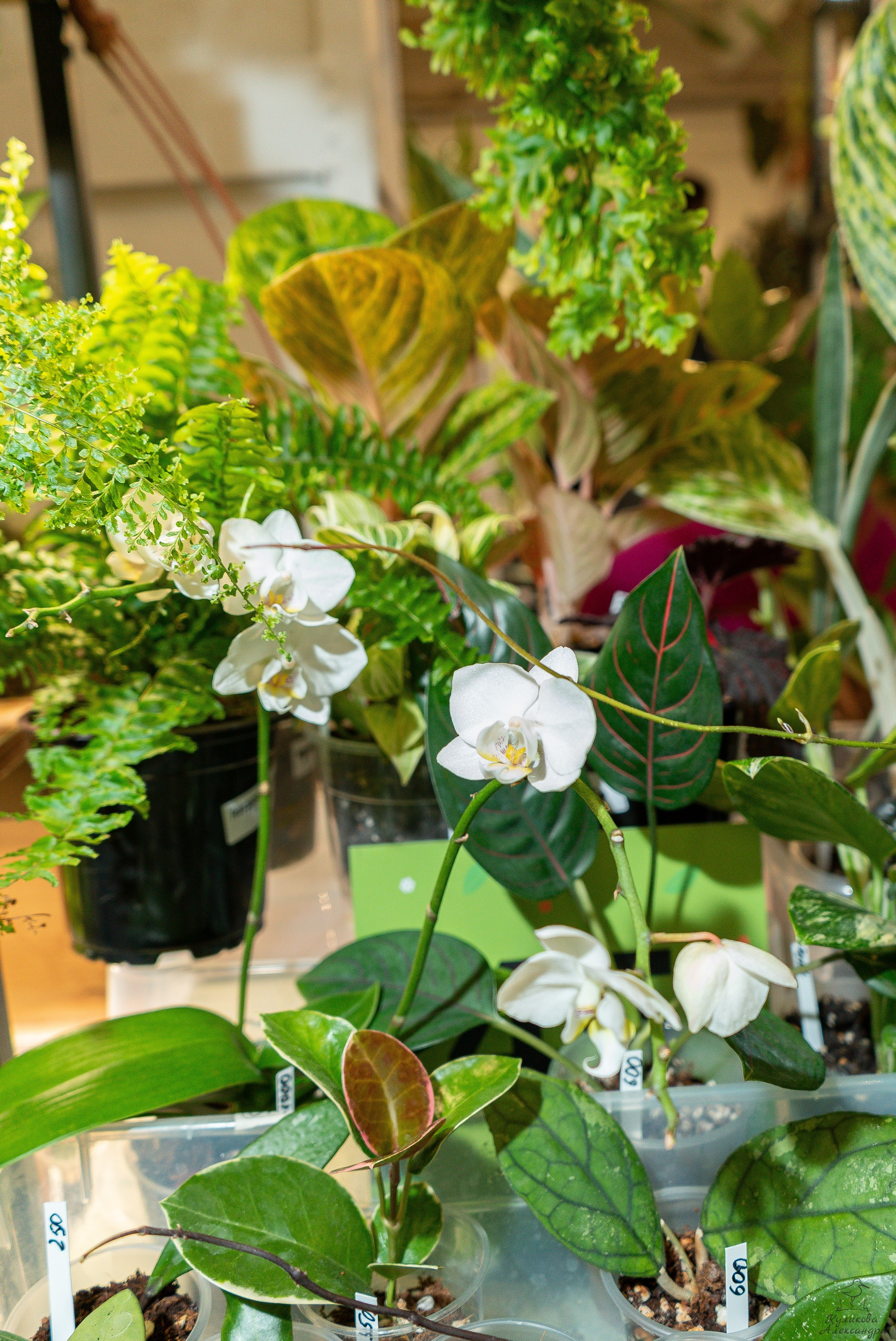 Гроубокс Артплей апрель. Александра Куликова фотограф, Москва