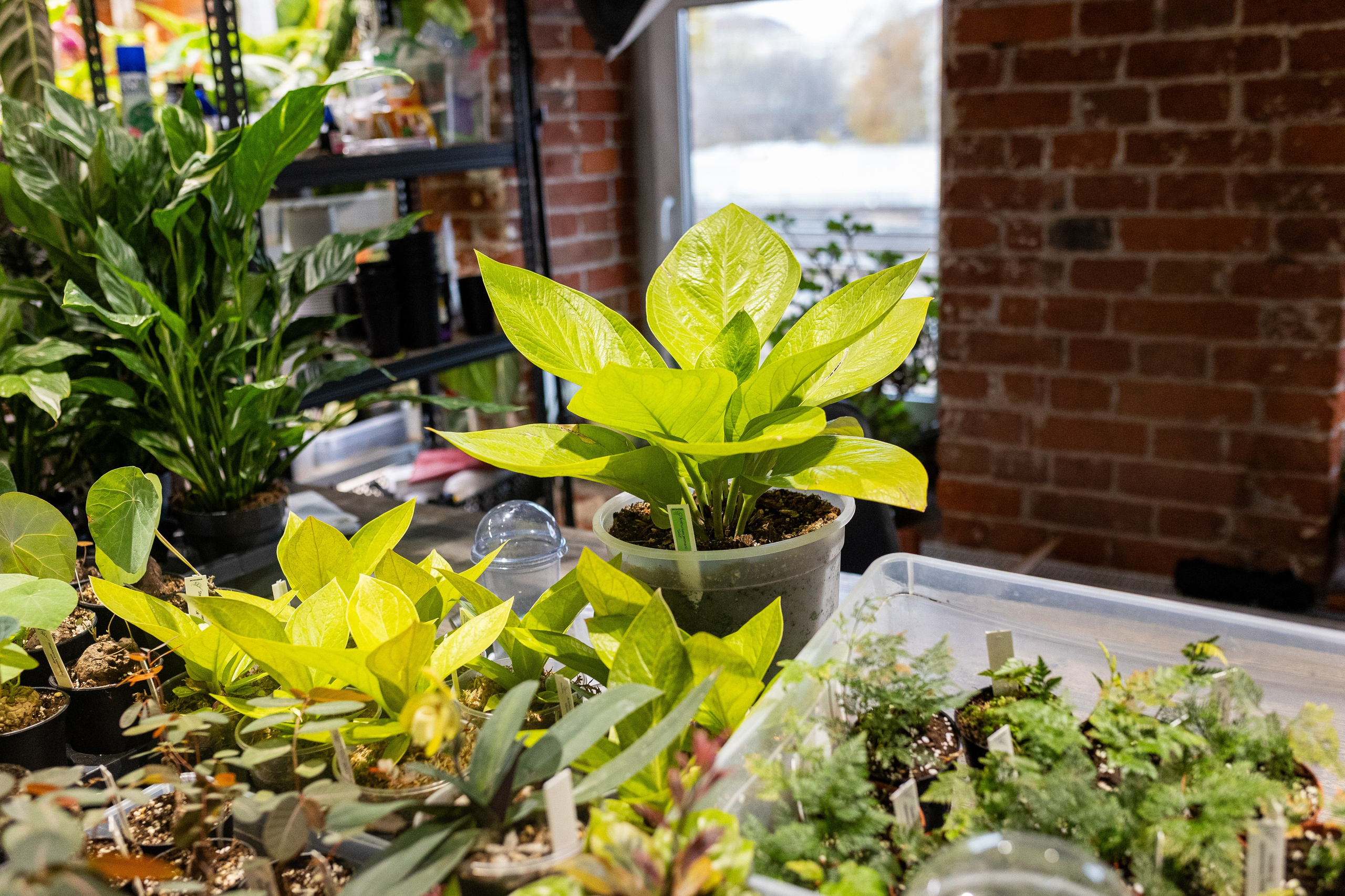 GreenRare ярмарка 2024. Александра Куликова фотограф, Москва