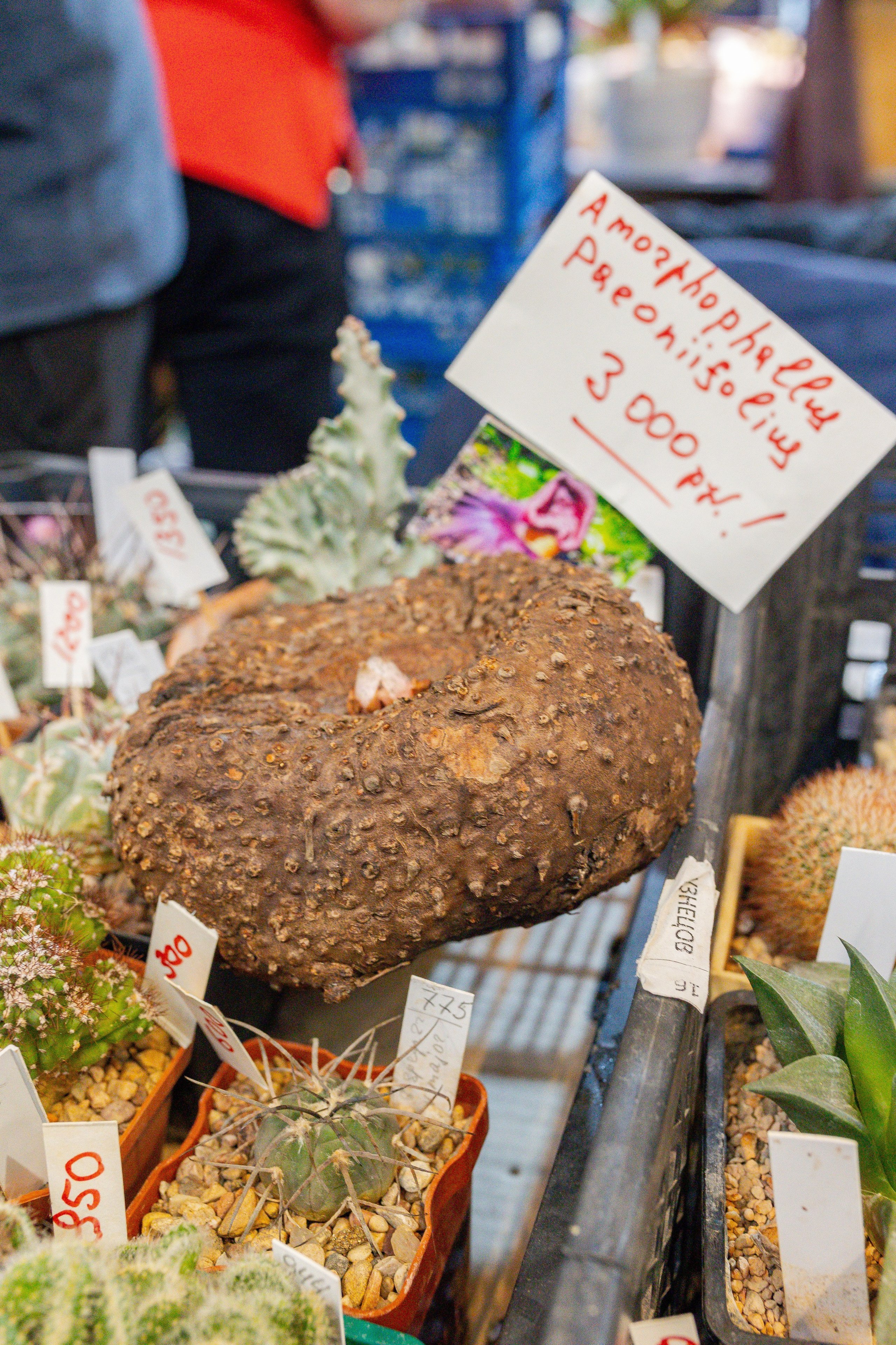 Кактус Фест. Александра Куликова фотограф, Москва