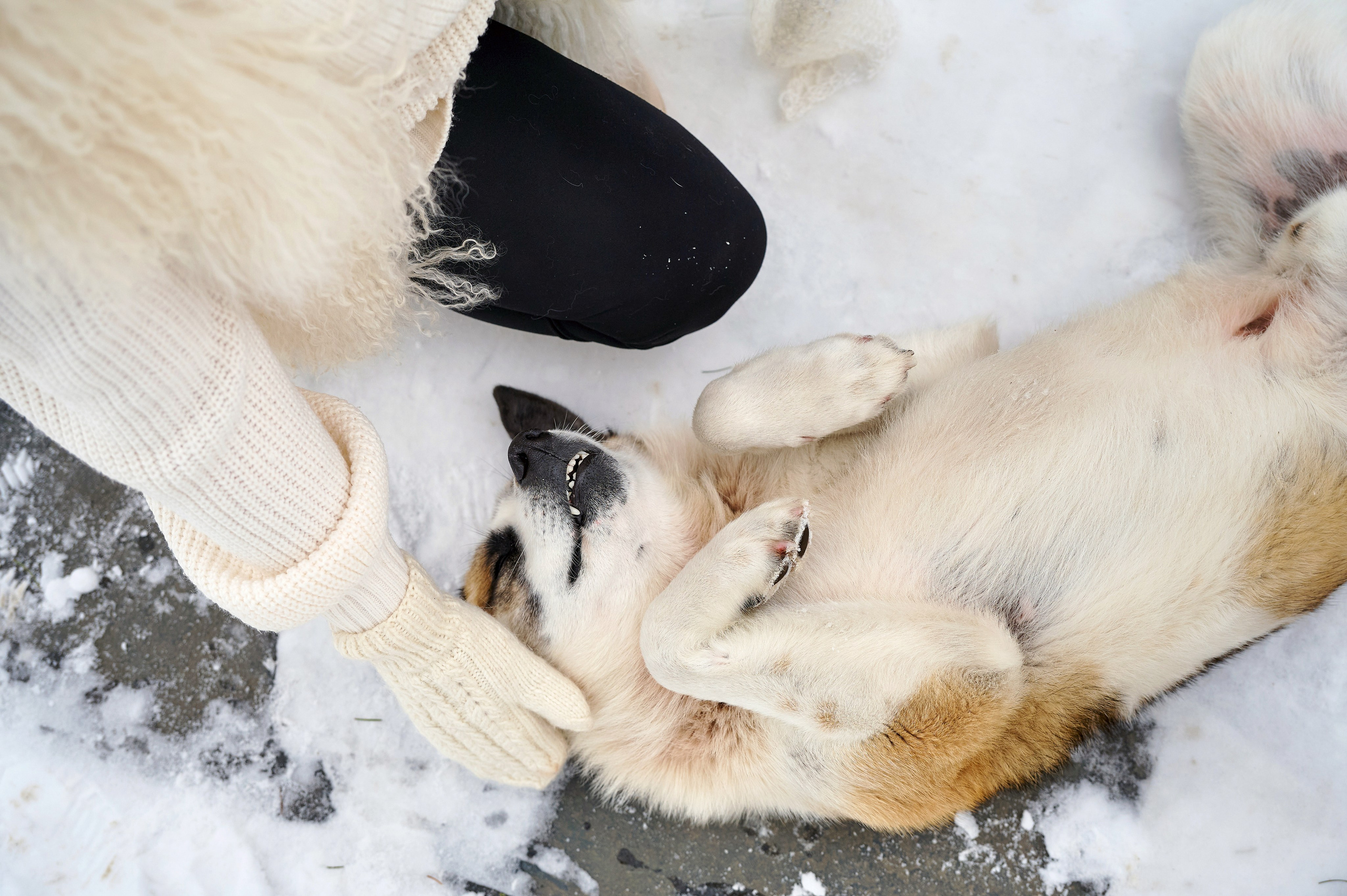 Ольга Манжерок. Фотограф Опыт Качество Скорость Горный Алтай Барнаул