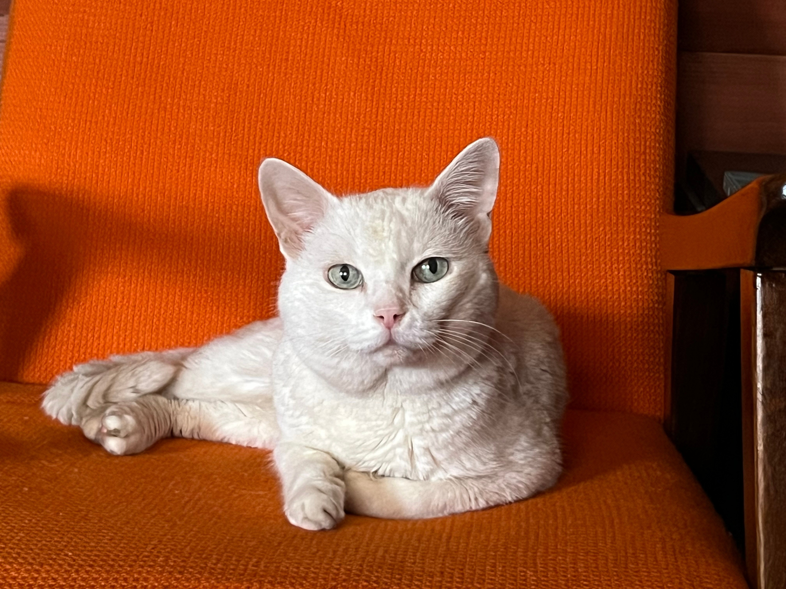 Свадебная фотосессия в Раменском недорого. Свадебный и семейный фотограф-Королева Натали/Раменское-Жуковский-Москва/тел.+7 (985) 153-75-43