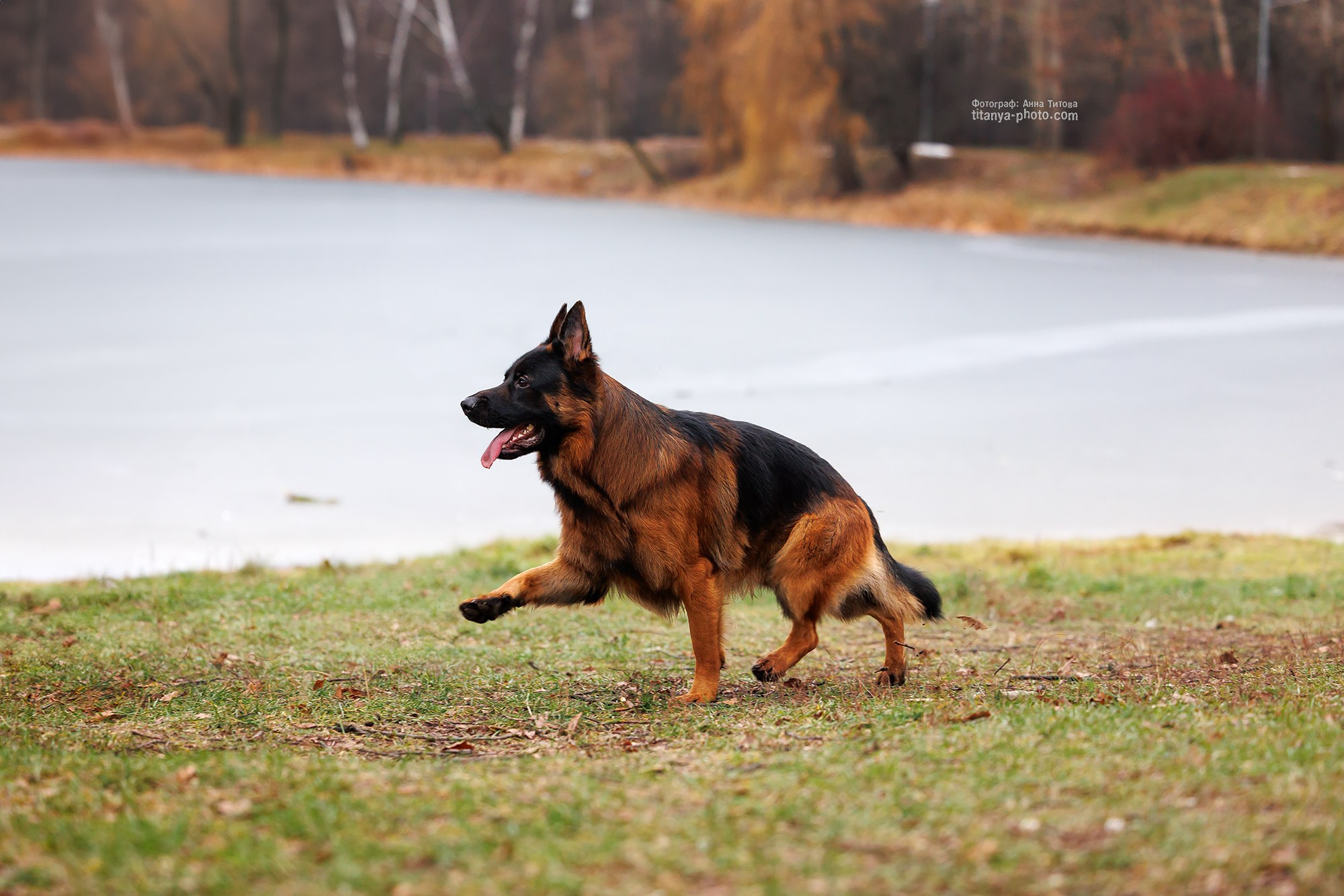 Фото немецких овчарок. Фотограф собак, фотограф-анималист Аня Титова (Titanya). Москва