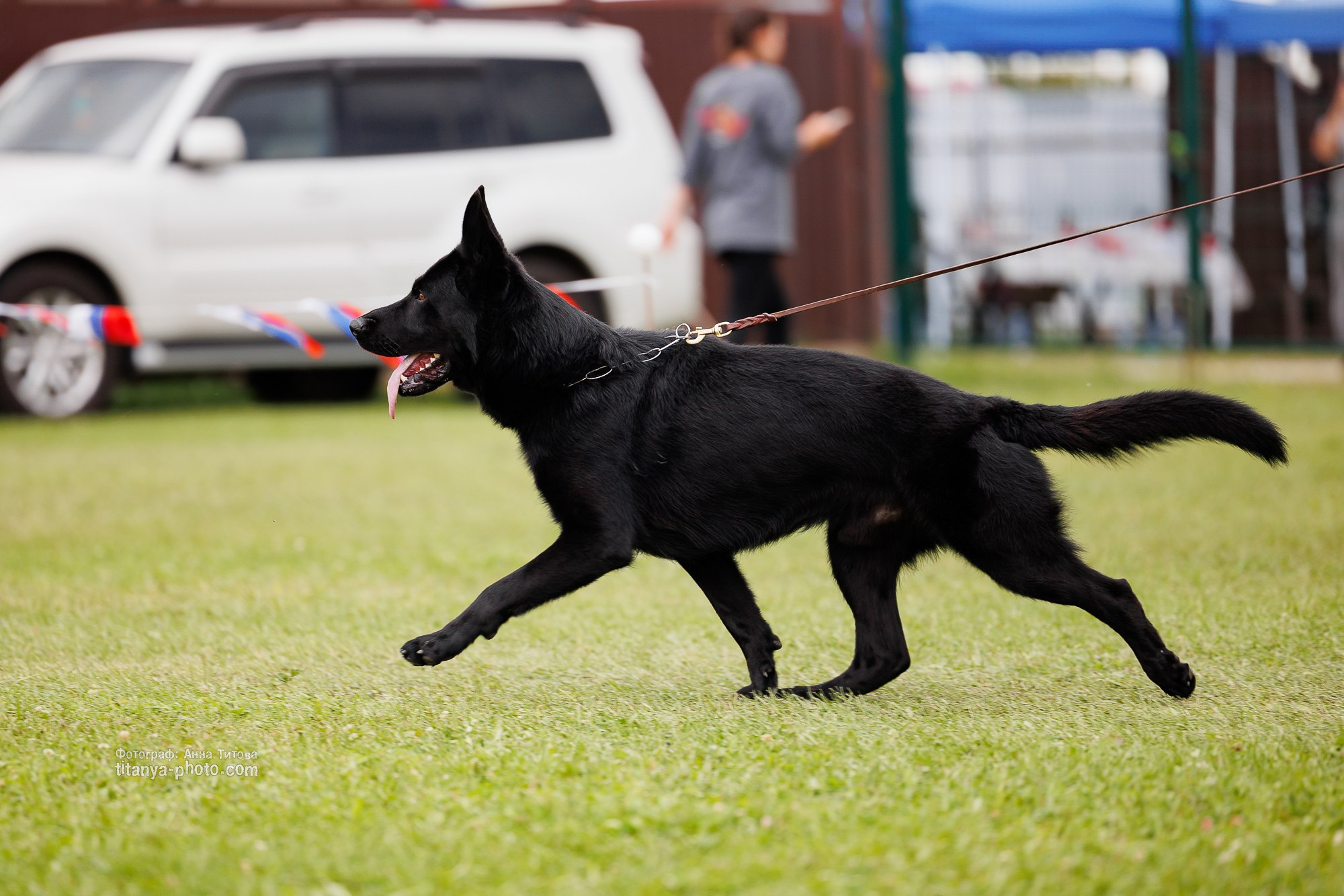 Немецкие овчарки: фото из рингов и вне ринга, мутпроба (фотографии с выставок). Фотограф собак, фотограф-анималист Аня Титова (Titanya). Москва