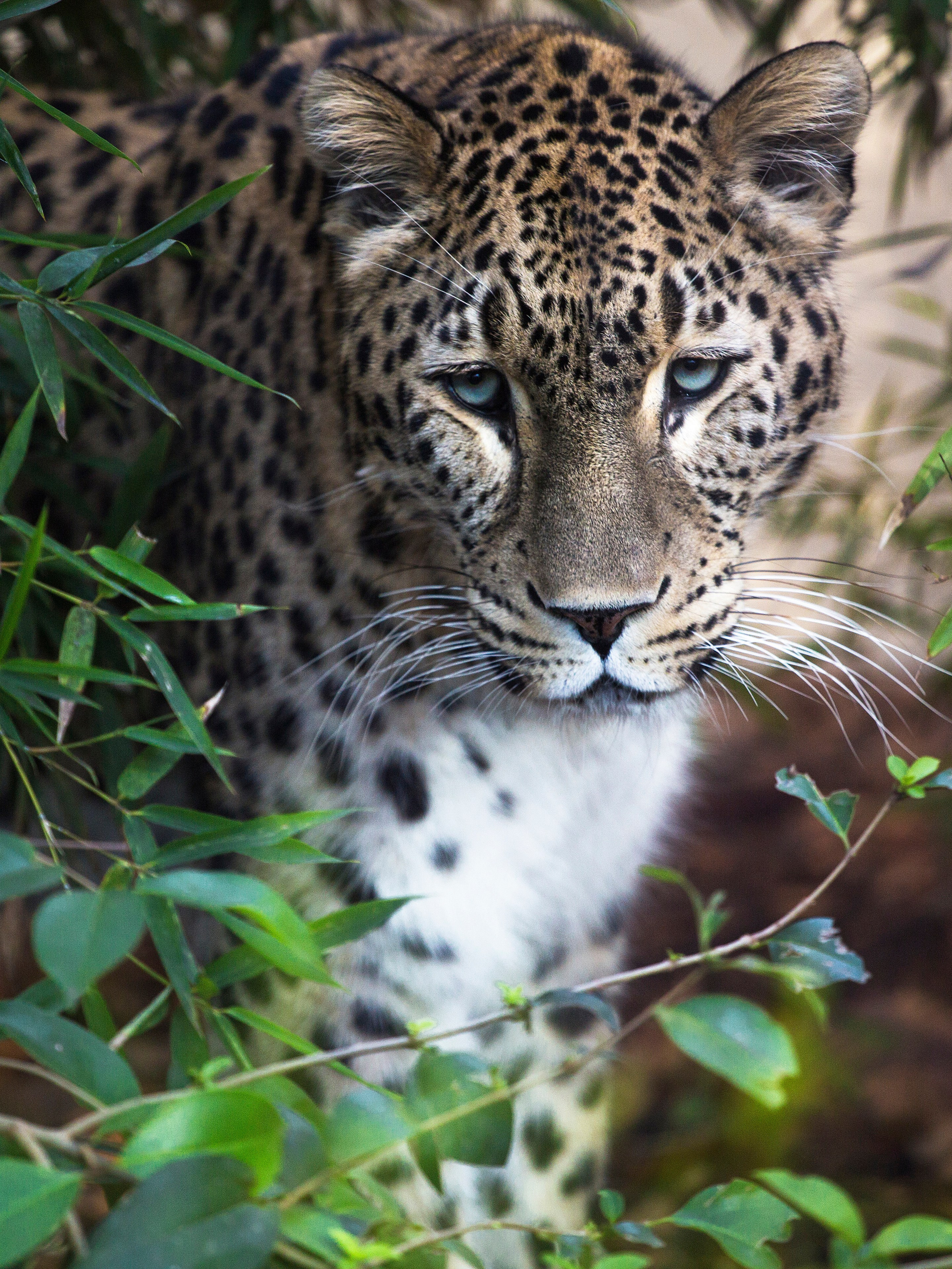 ЗООПАРК. Фотограф Владимир Остапенко