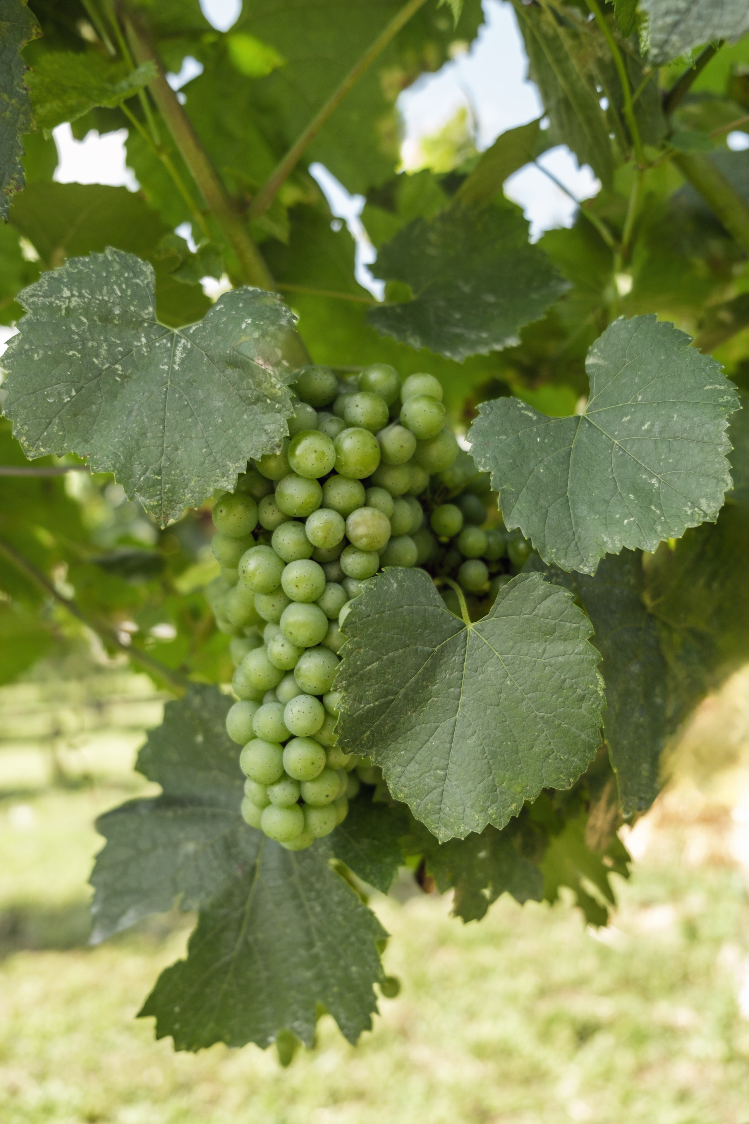 Jovana и Milosh. Family and wedding photographer in Montenegro