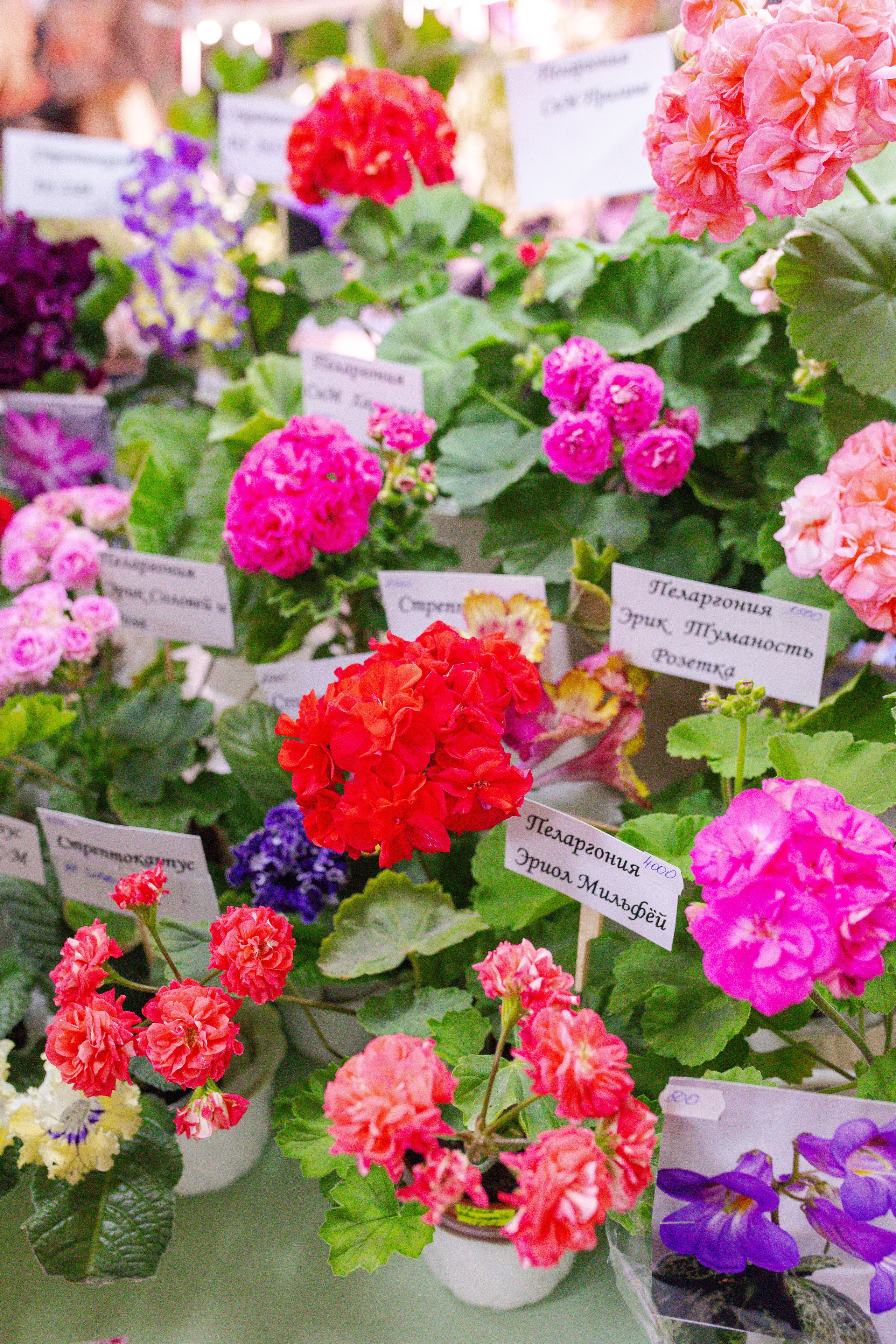 Орхидиум сентябрь 2025. Александра Куликова фотограф, Москва