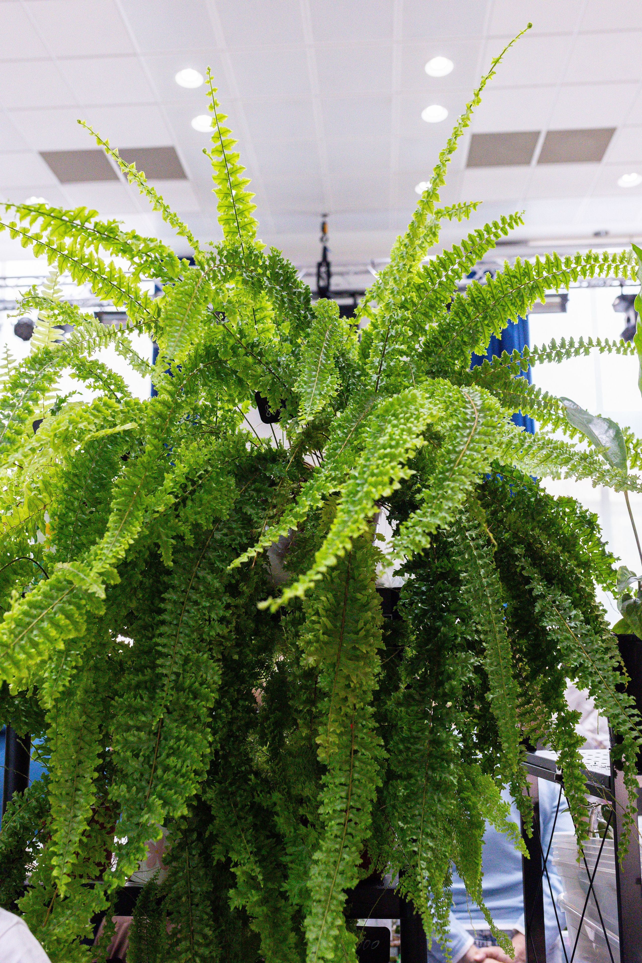 Монстериум 11–12 октября. Александра Куликова фотограф, Москва