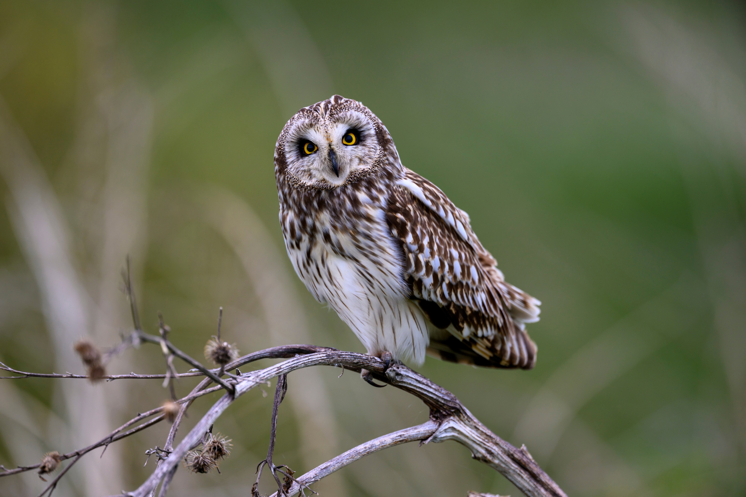 Болотные совы и лунь. Wildlife photography by Sergey Puponin