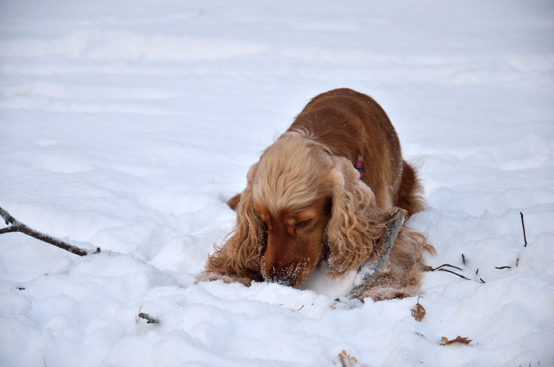 Луна и Пекка. Добро пожаловать на мой сайт, меня зовут Наталия, я фотограф