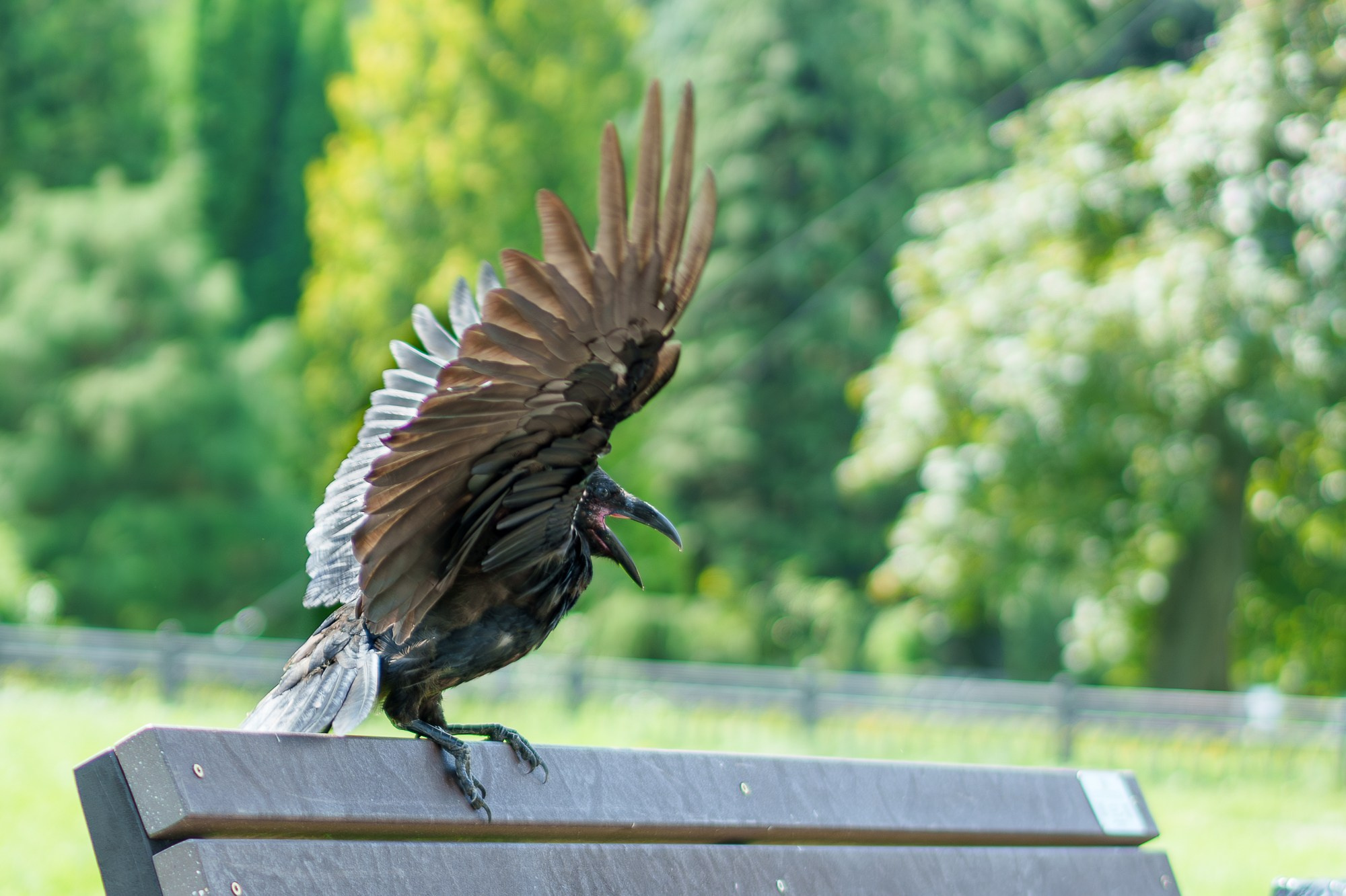 Удивительные мир птиц. Вокруг нас столько прекрасного — присмотритесь!. Ваш личный фотограф Марина Волкова