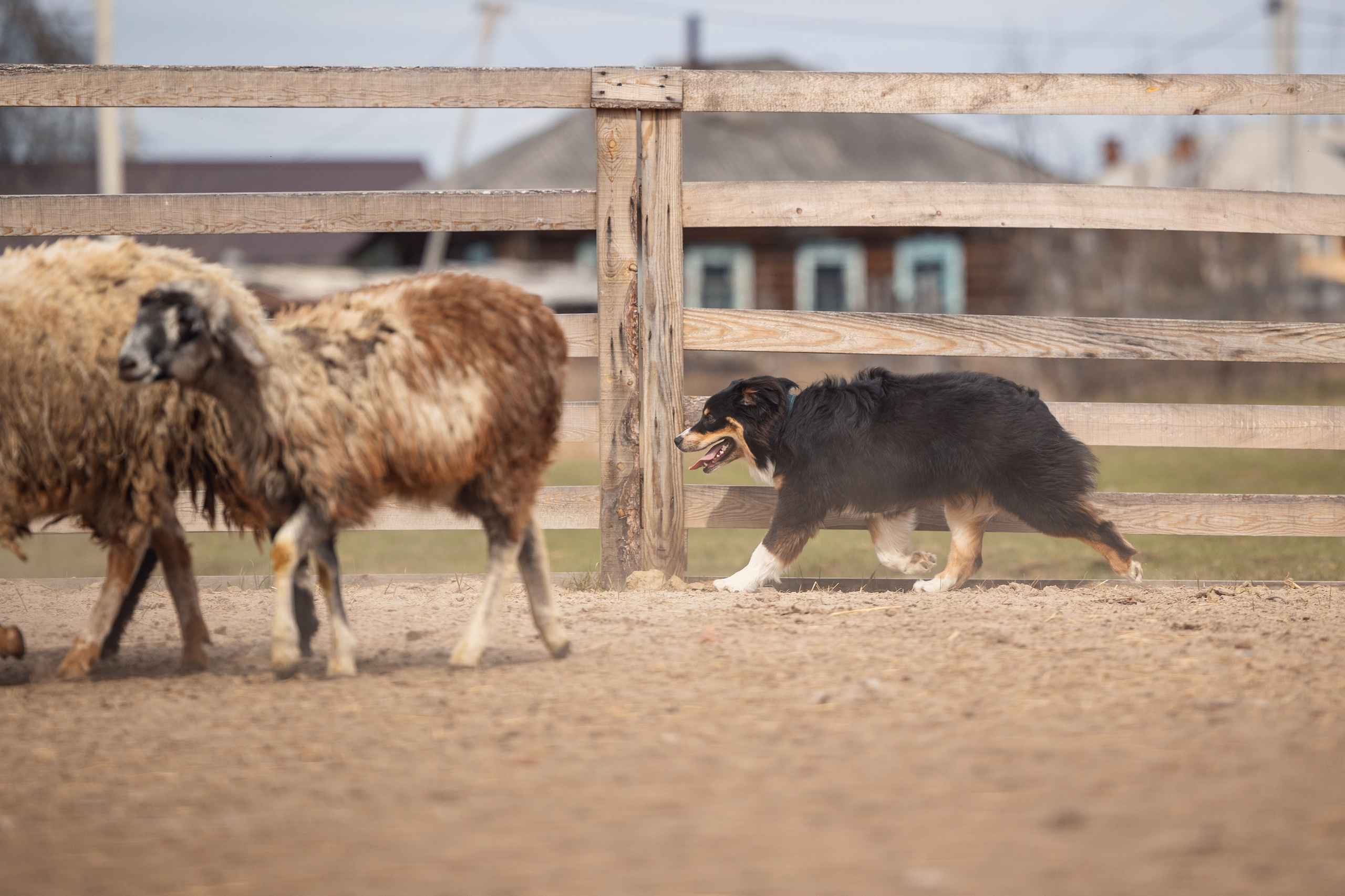 Ночь. YULA KOLESOVA | Фотограф — Анималист | Художник | Тюмень