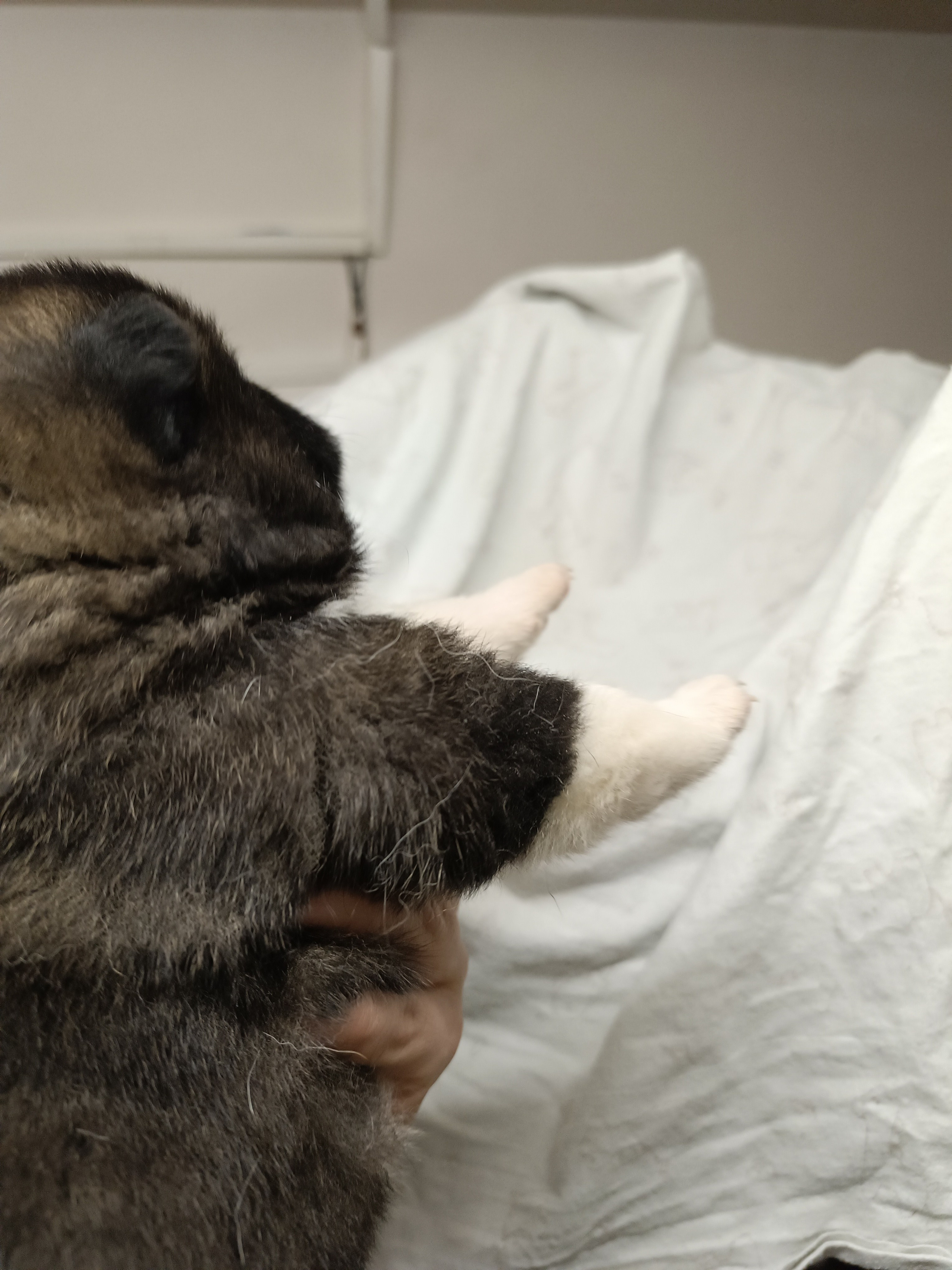 Американская акита  щенки питомник Санкт-Петербург клубные щенки Американская акита питомник RUBYLIGHT Рубилайт купить щенка американской акиты