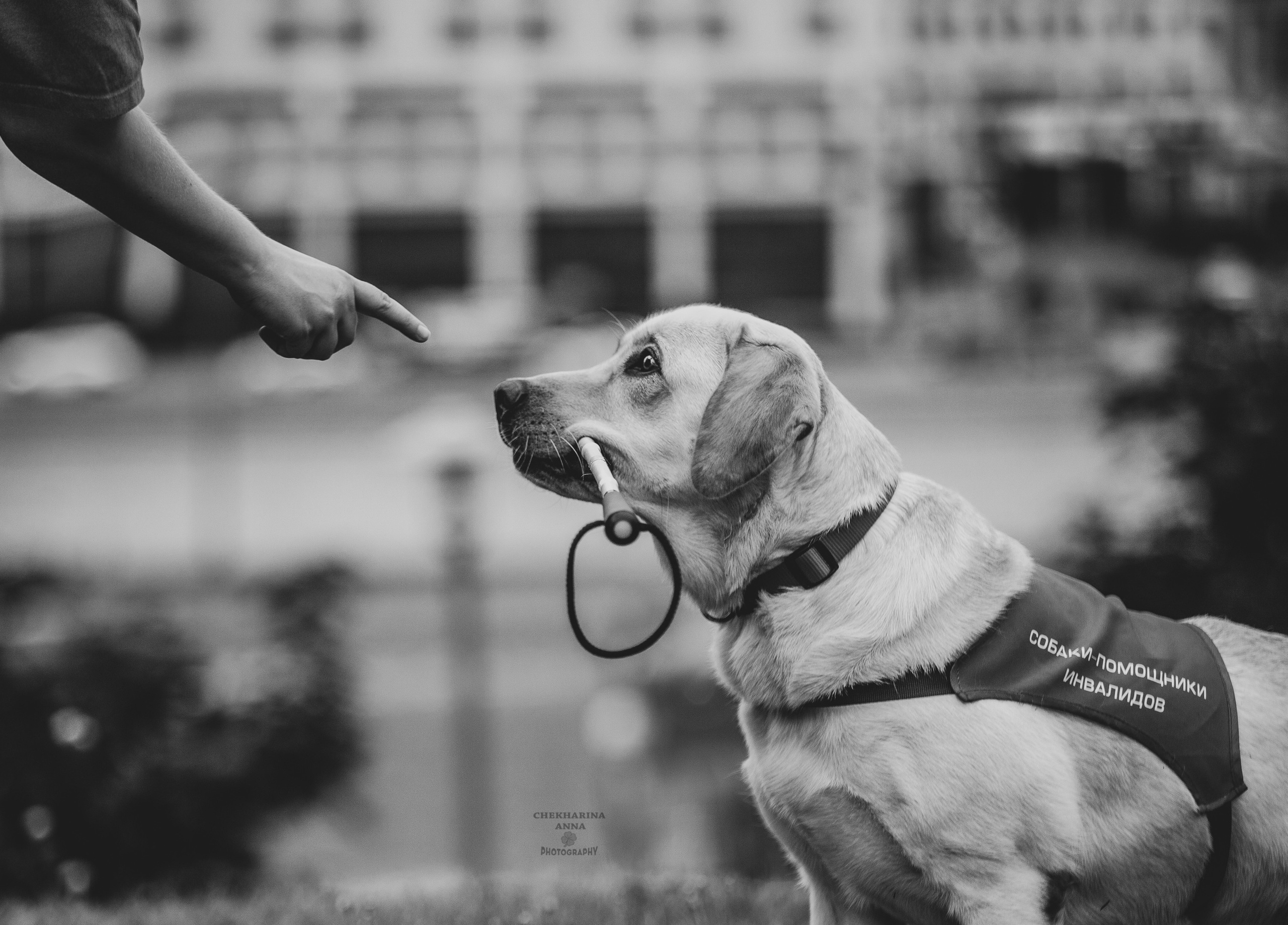 Анималистика. Профессиональный фотограф Чехарина Анна / pro photographer Chekharina