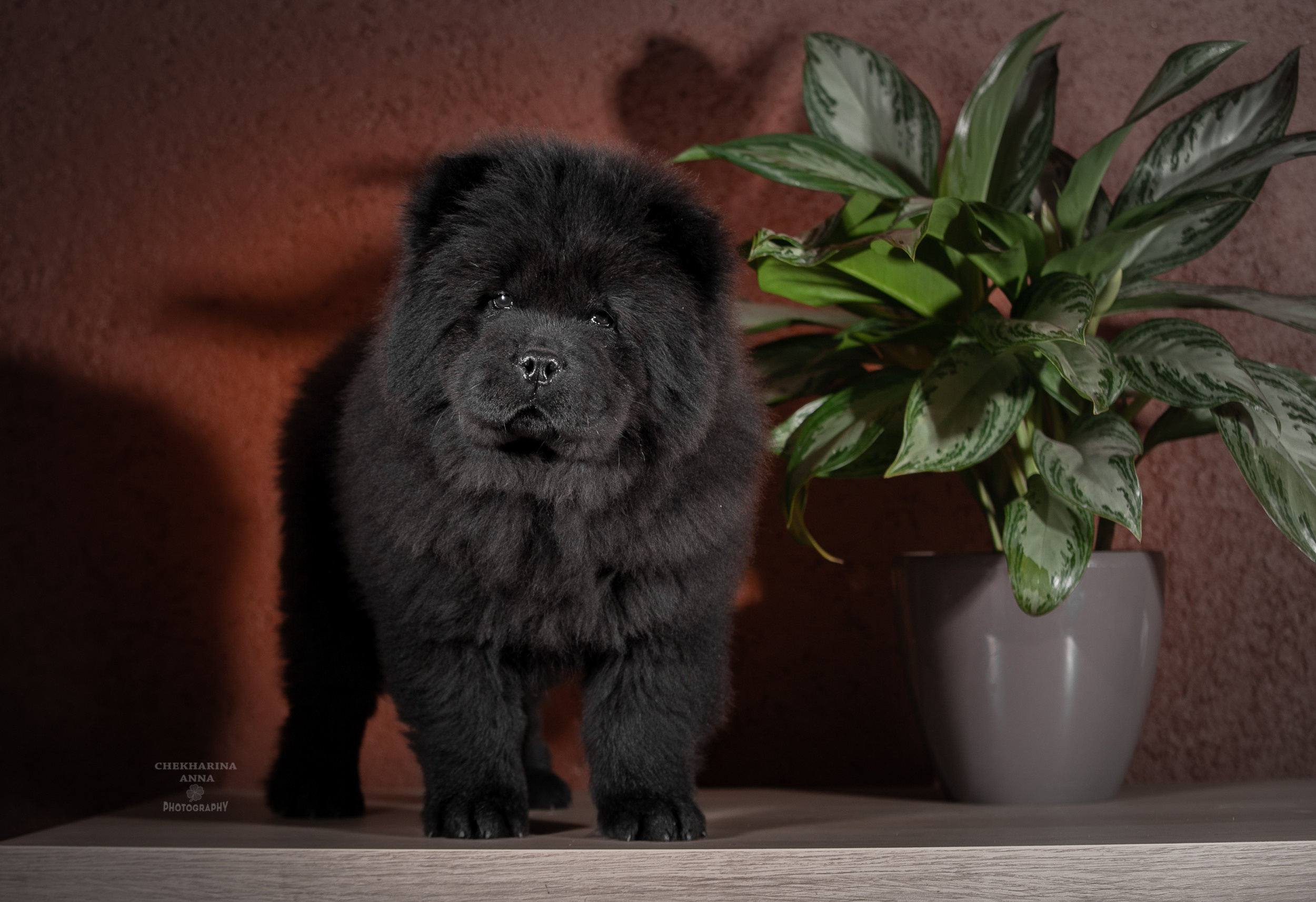 Анималистика. Профессиональный фотограф Чехарина Анна / pro photographer Chekharina