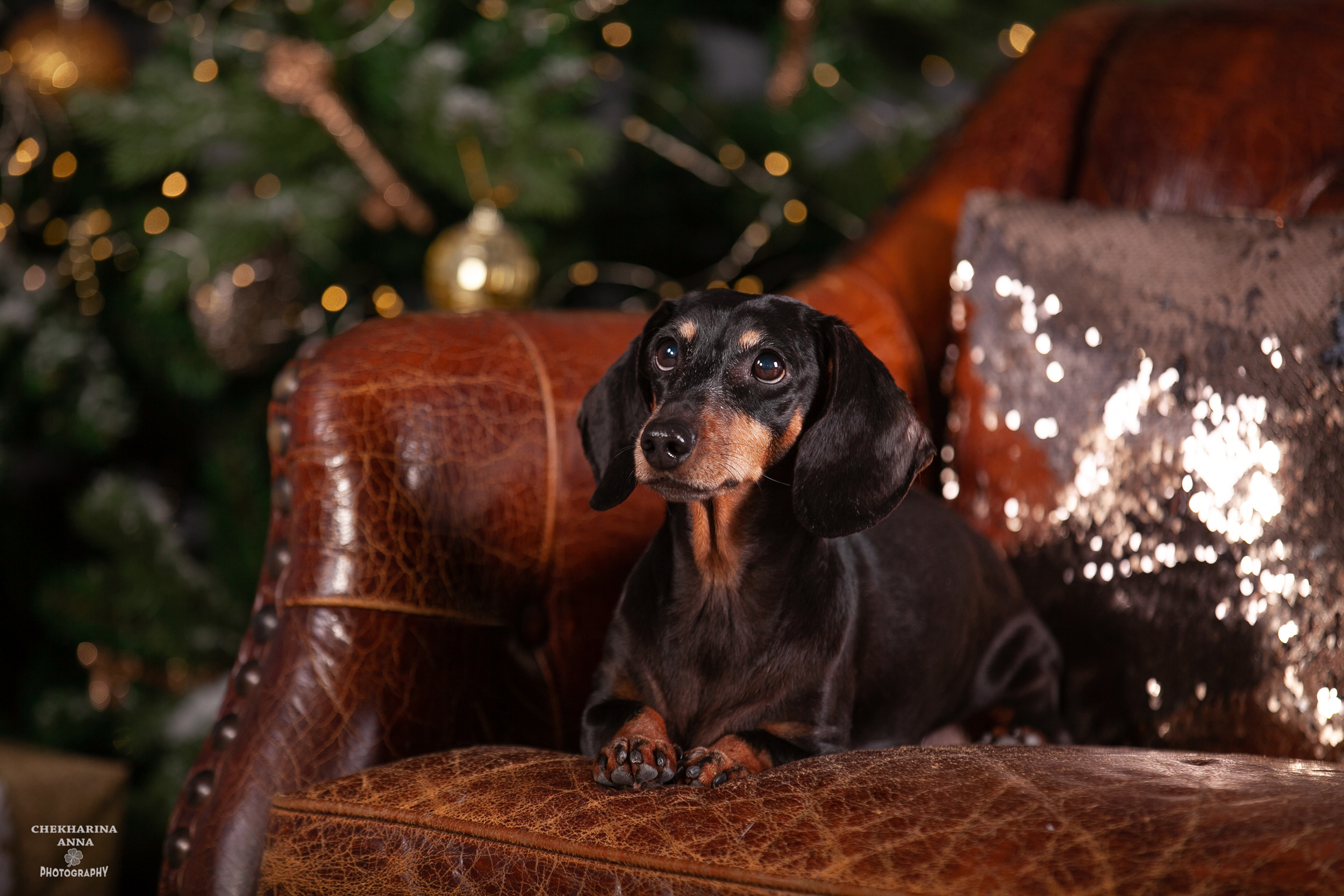 Анималистика. Профессиональный фотограф Чехарина Анна / pro photographer Chekharina