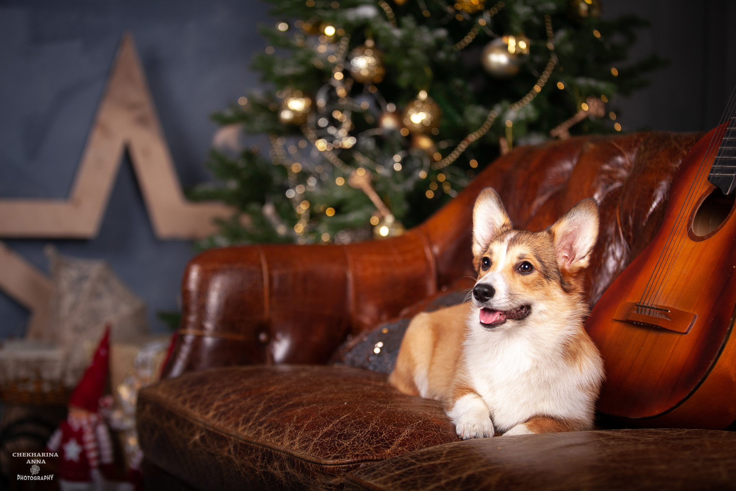 Анималистика. Профессиональный фотограф Чехарина Анна / pro photographer Chekharina