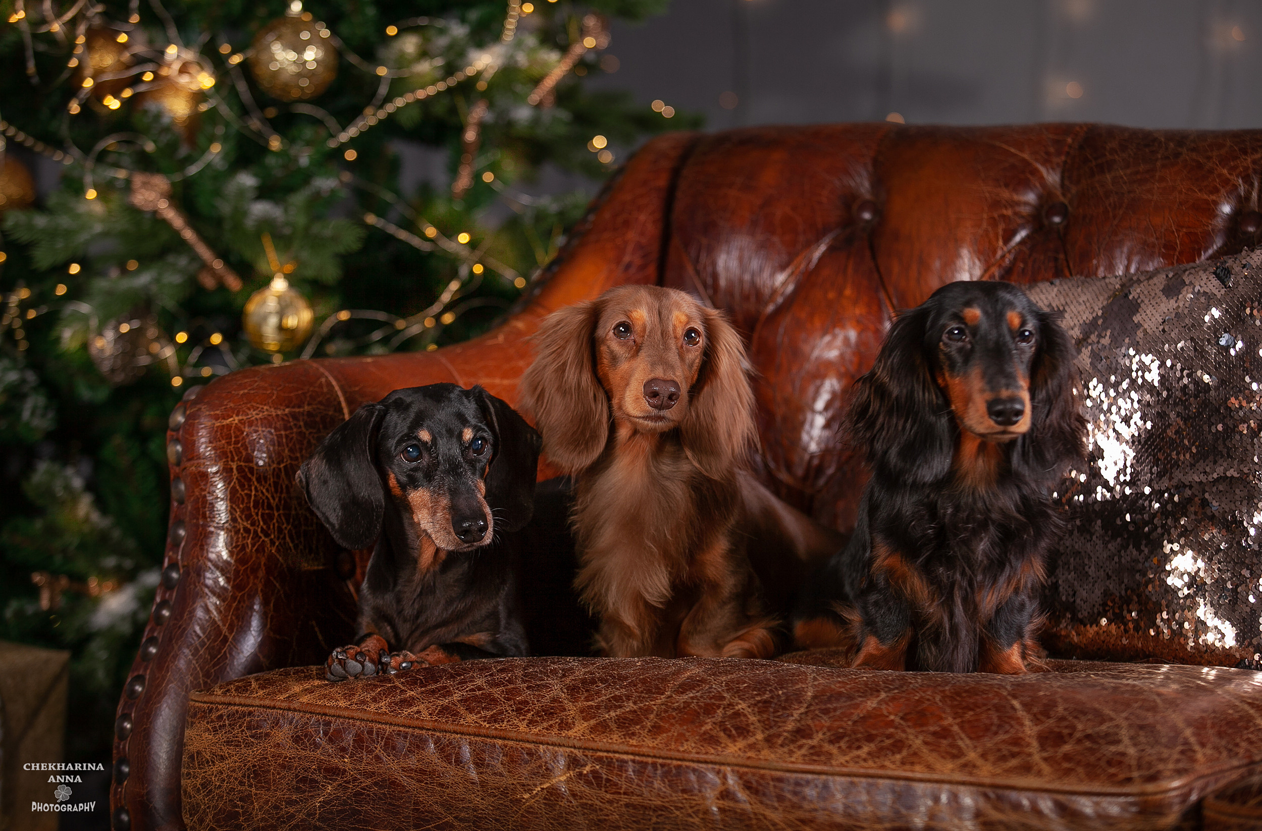 Анималистика. Профессиональный фотограф Чехарина Анна / pro photographer Chekharina