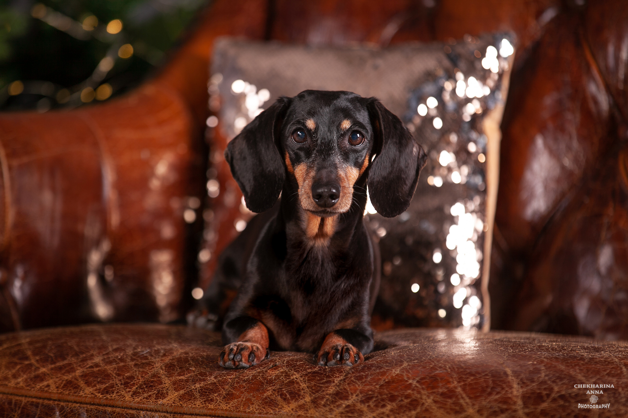 Анималистика. Профессиональный фотограф Чехарина Анна / pro photographer Chekharina