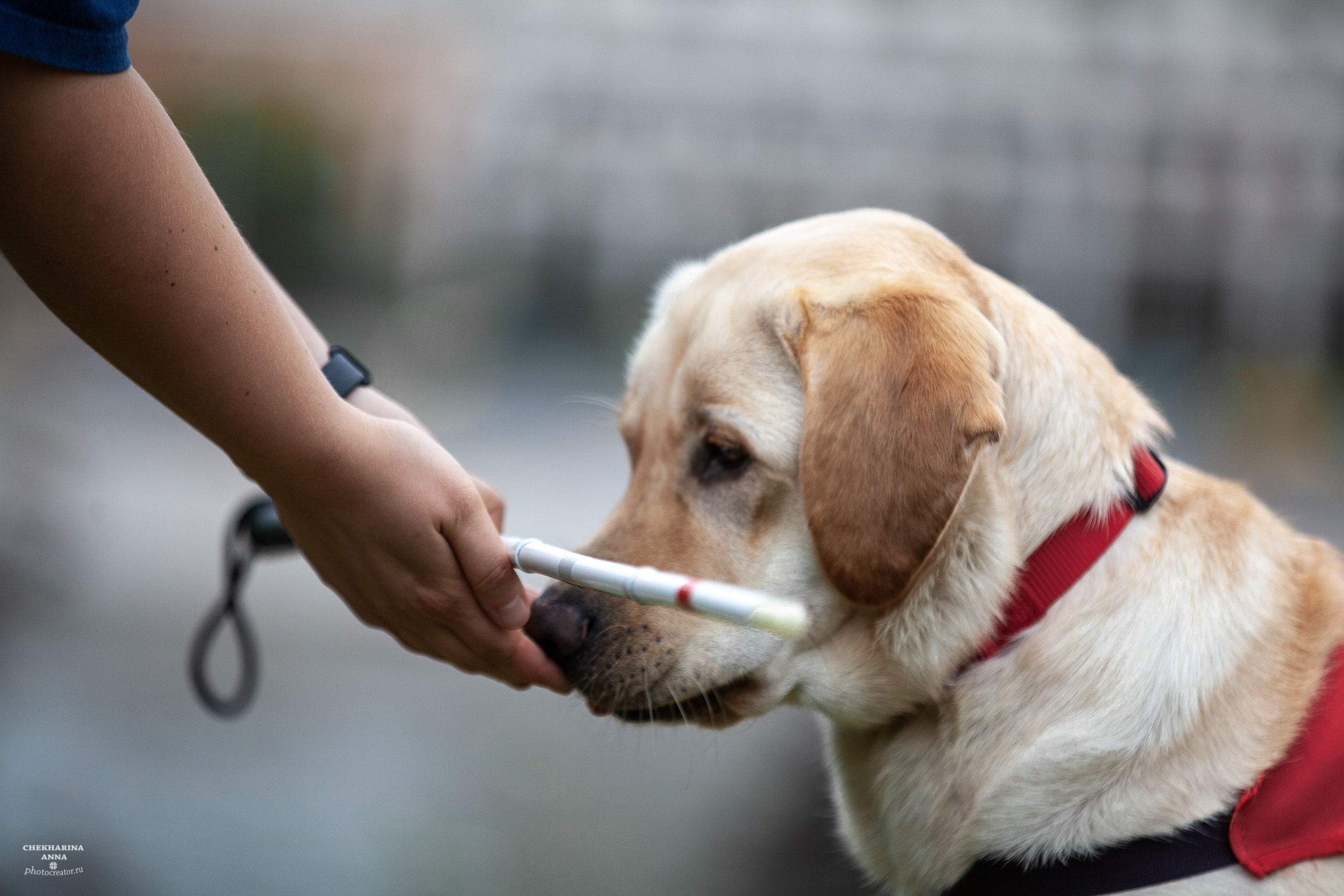 Анималистика. Профессиональный фотограф Чехарина Анна / pro photographer Chekharina