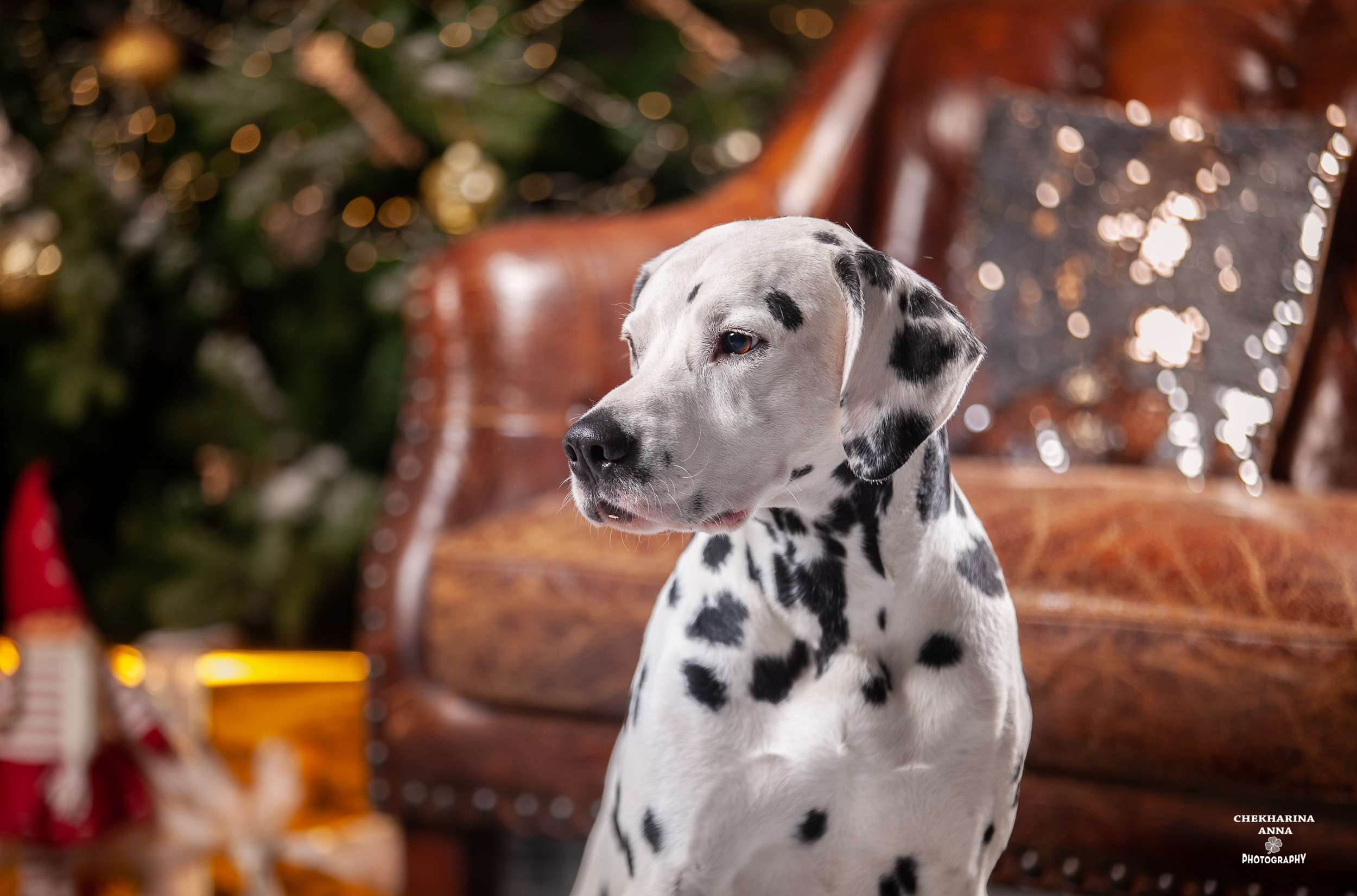 Анималистика. Профессиональный фотограф Чехарина Анна / pro photographer Chekharina