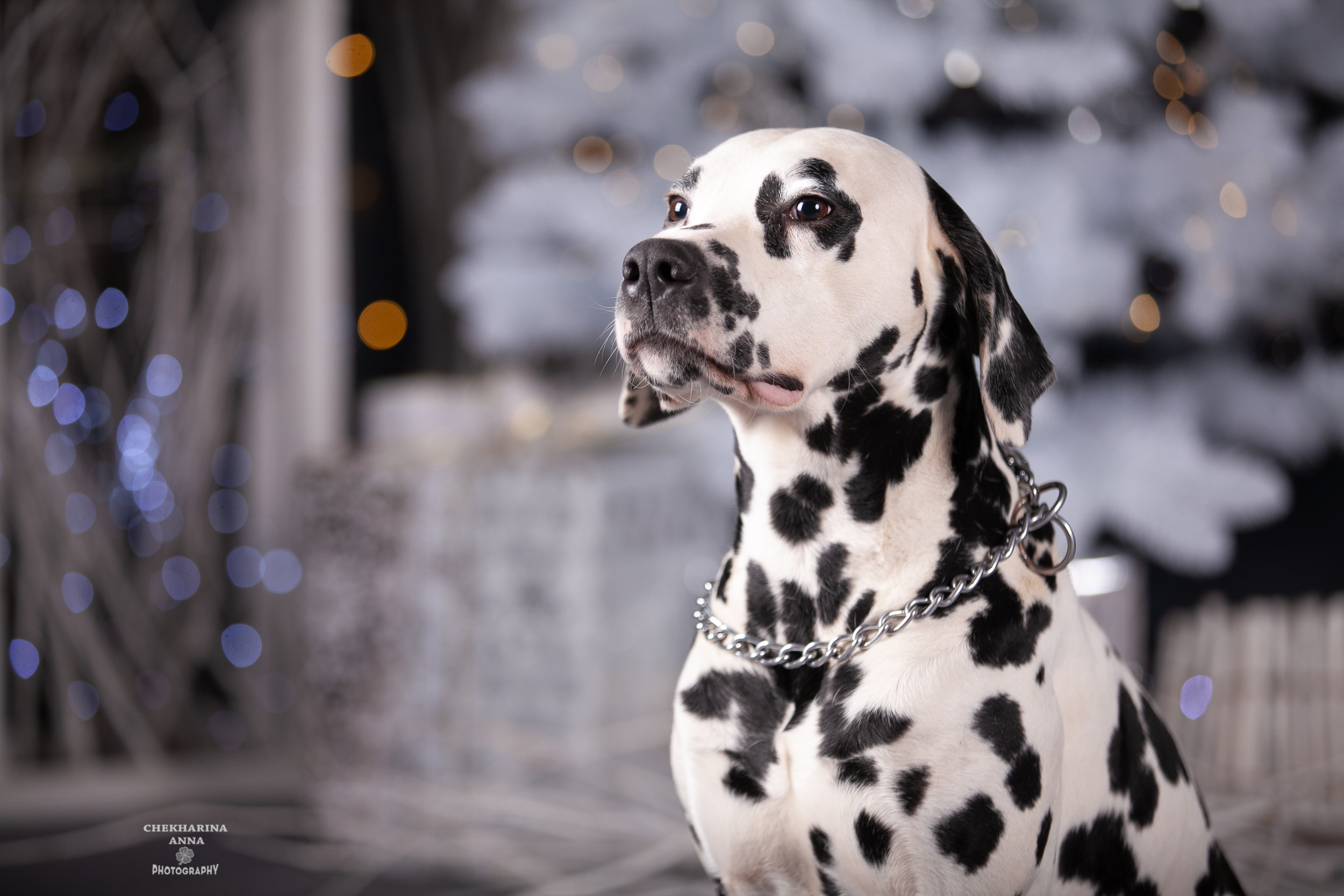 Анималистика. Профессиональный фотограф Чехарина Анна / pro photographer Chekharina