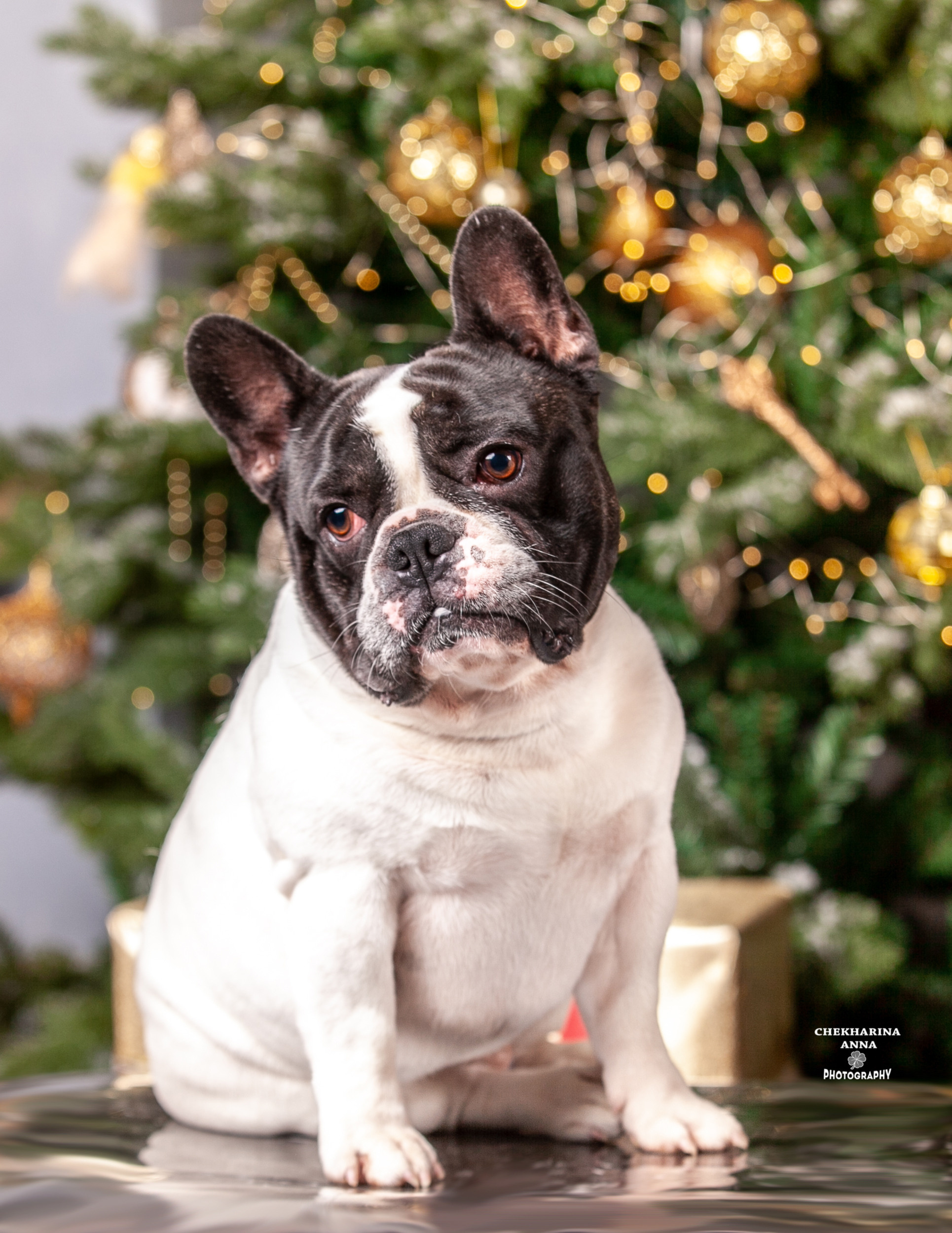 Анималистика. Профессиональный фотограф Чехарина Анна / pro photographer Chekharina