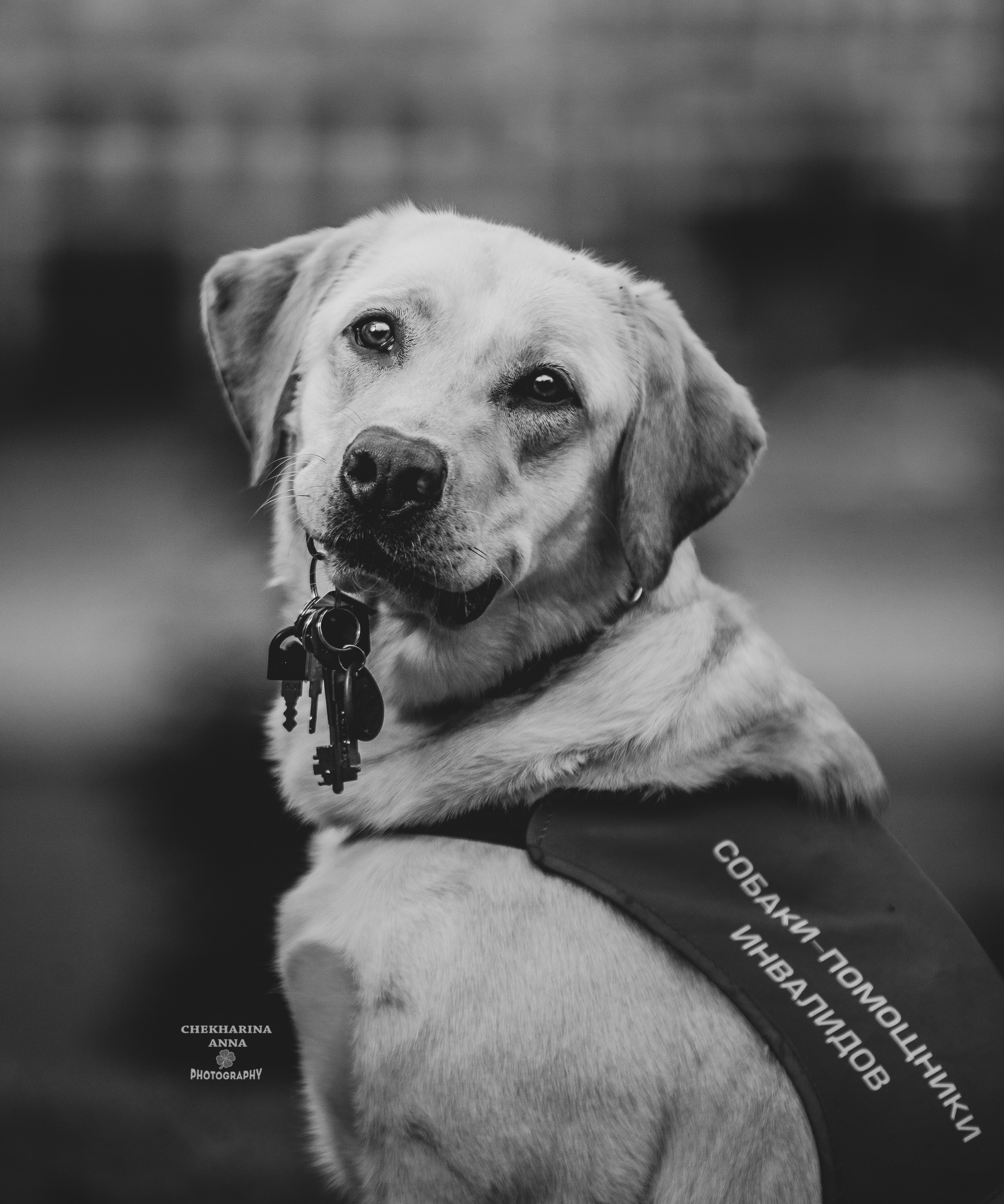 Анималистика. Профессиональный фотограф Чехарина Анна / pro photographer Chekharina