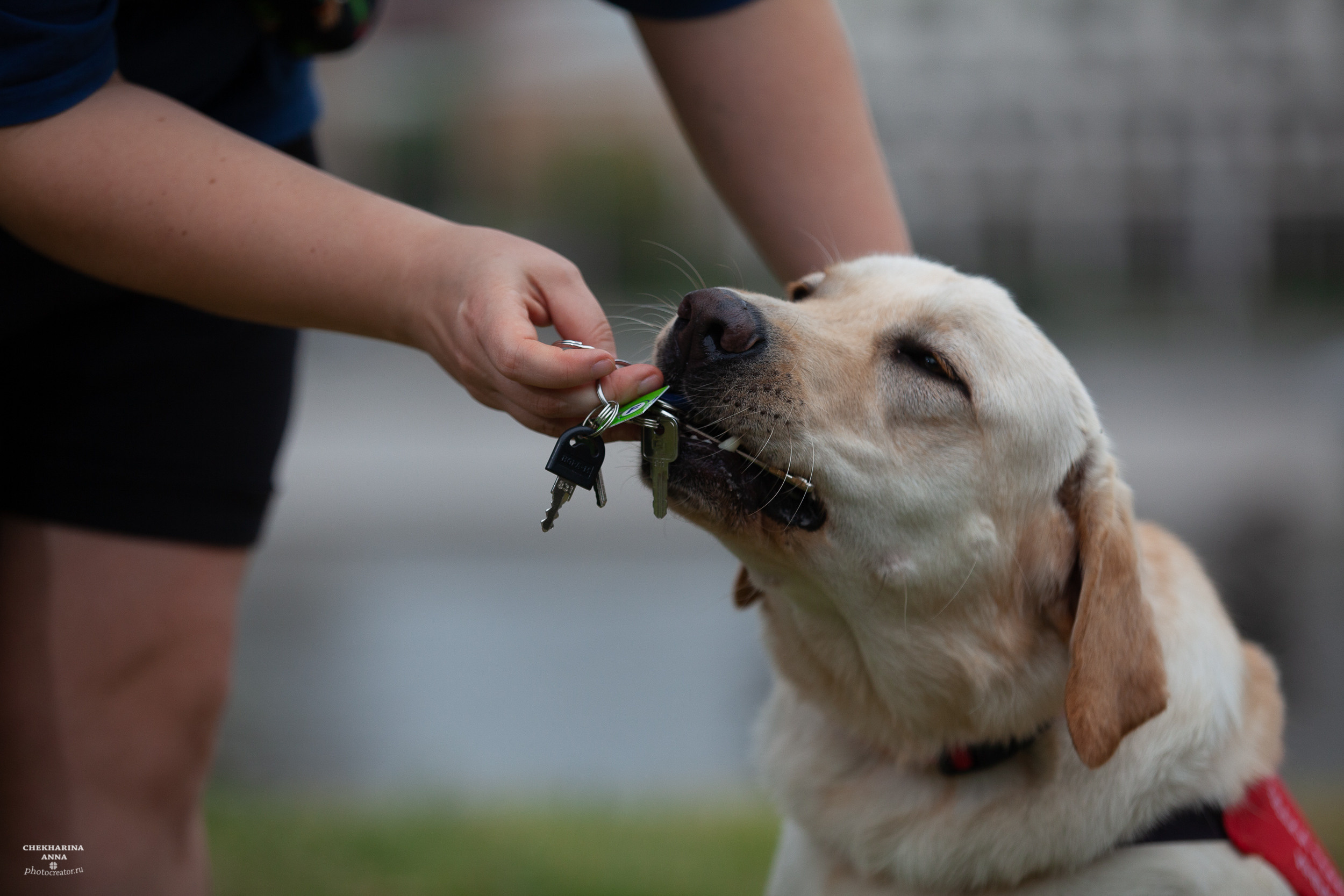 Анималистика. Профессиональный фотограф Чехарина Анна / pro photographer Chekharina