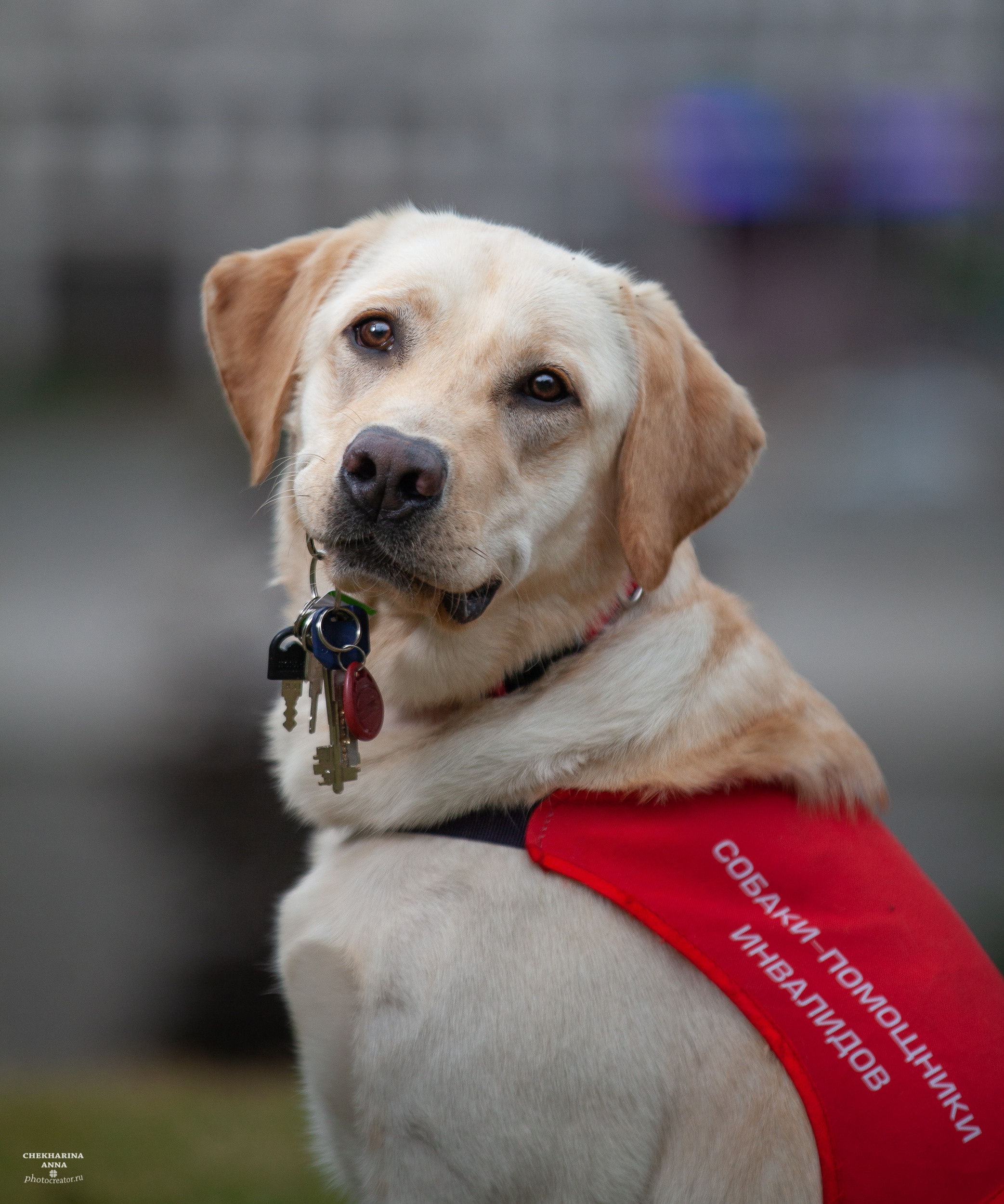 Анималистика. Профессиональный фотограф Чехарина Анна / pro photographer Chekharina