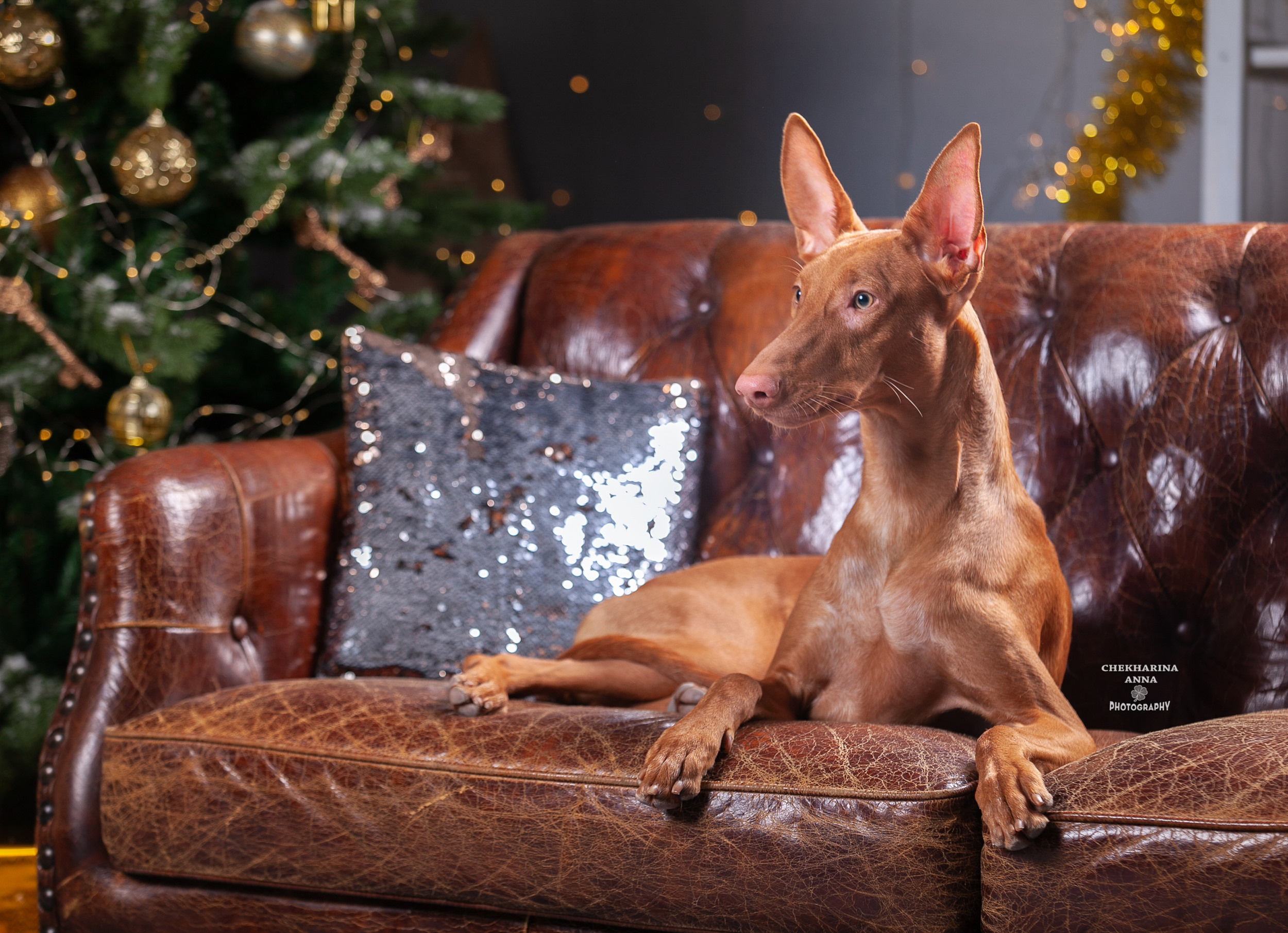 Анималистика. Профессиональный фотограф Чехарина Анна / pro photographer Chekharina