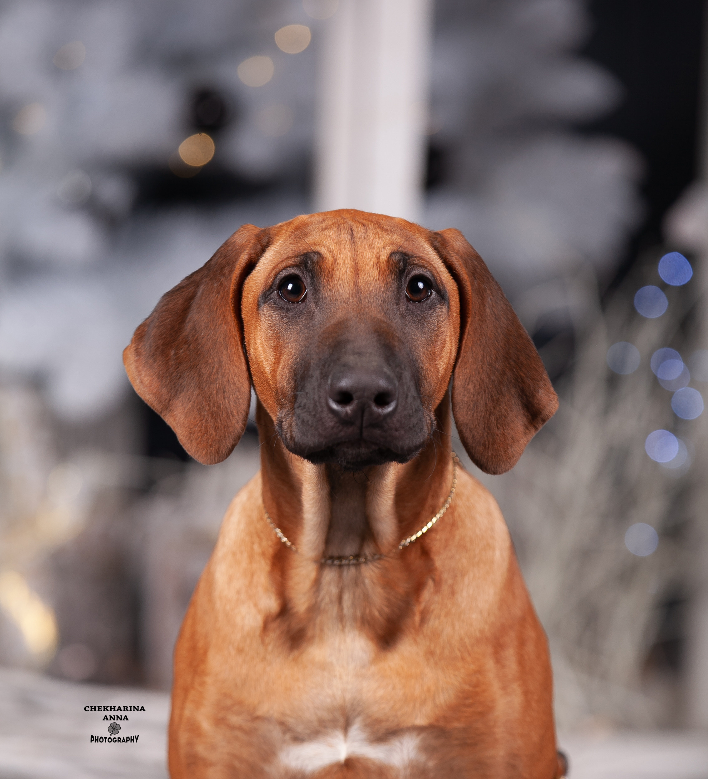 Анималистика. Профессиональный фотограф Чехарина Анна / pro photographer Chekharina