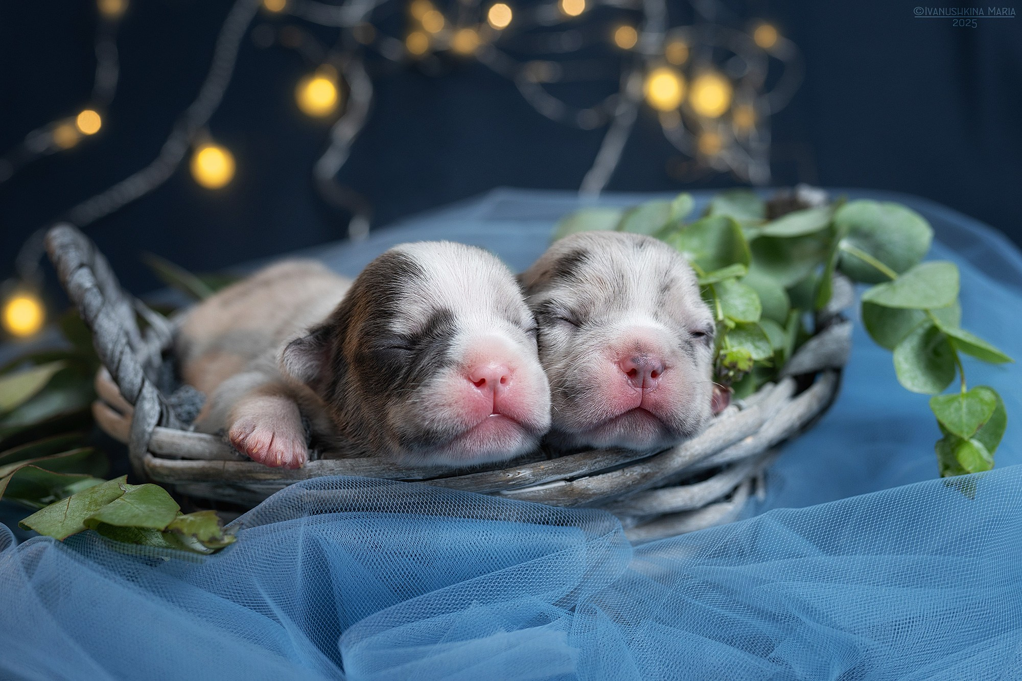 Ньюборн фотосессия щенков. Фотограф собак в Москве и Московской области Иванушкина Мария