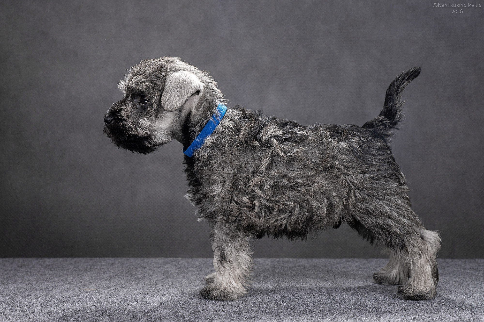 Экстерьерная фотосессия собаки. Фотограф собак в Москве и Московской области Иванушкина Мария