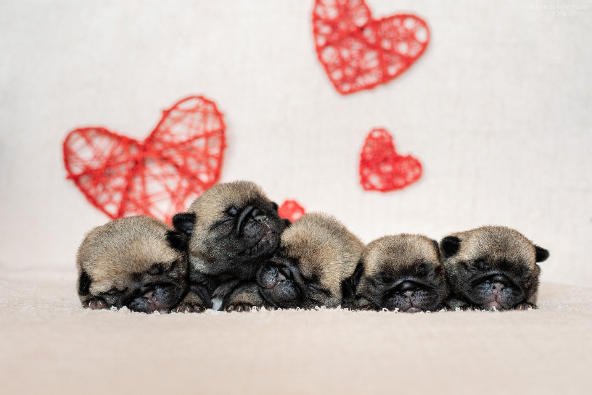 Ньюборн фотосессия щенков. Фотограф собак в Москве и Московской области Иванушкина Мария