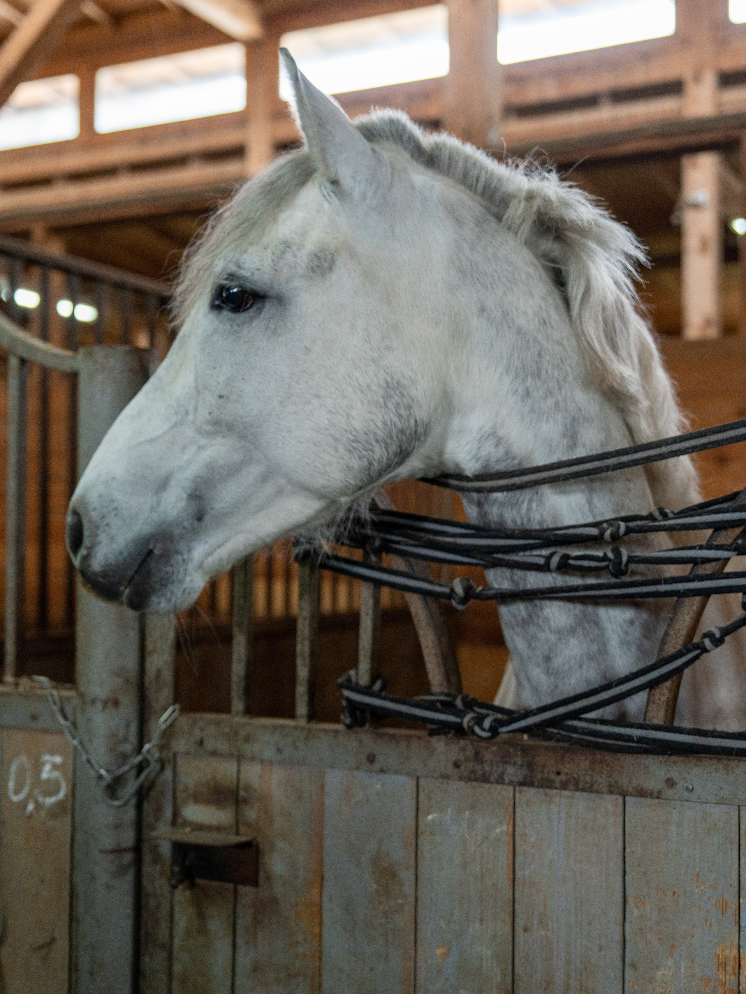 MICE мероприятие на ферме Экзархо. Репортажный фотограф в Красной Поляне и Сочи Павлюченко Екатерина