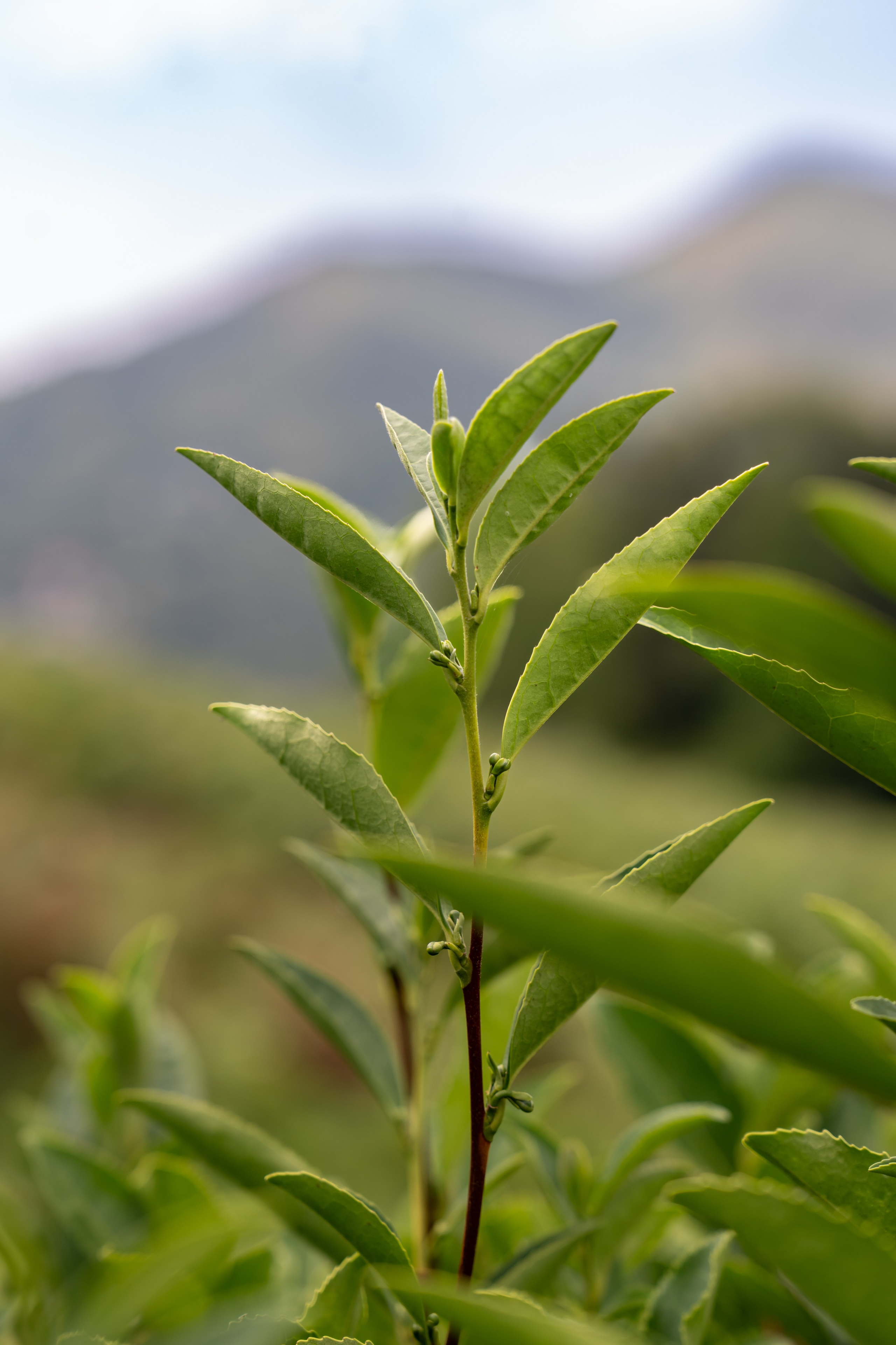 Яндекс.Еда — Сочинский чай. Репортажный фотограф в Красной Поляне и Сочи Павлюченко Екатерина