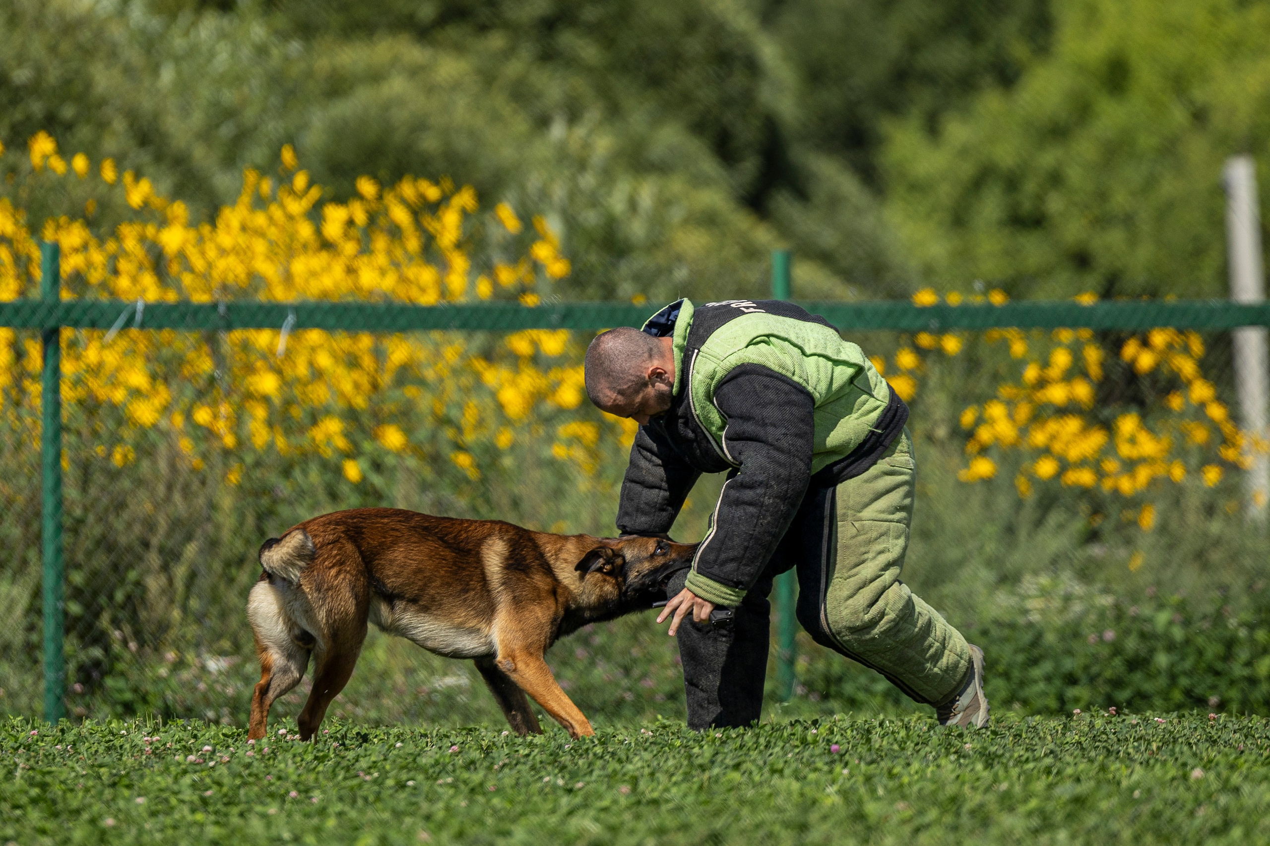 Соревнования по Мондьорингу г. Вологда 10-11.08.2024. Фотограф-анималист Анна Маринич