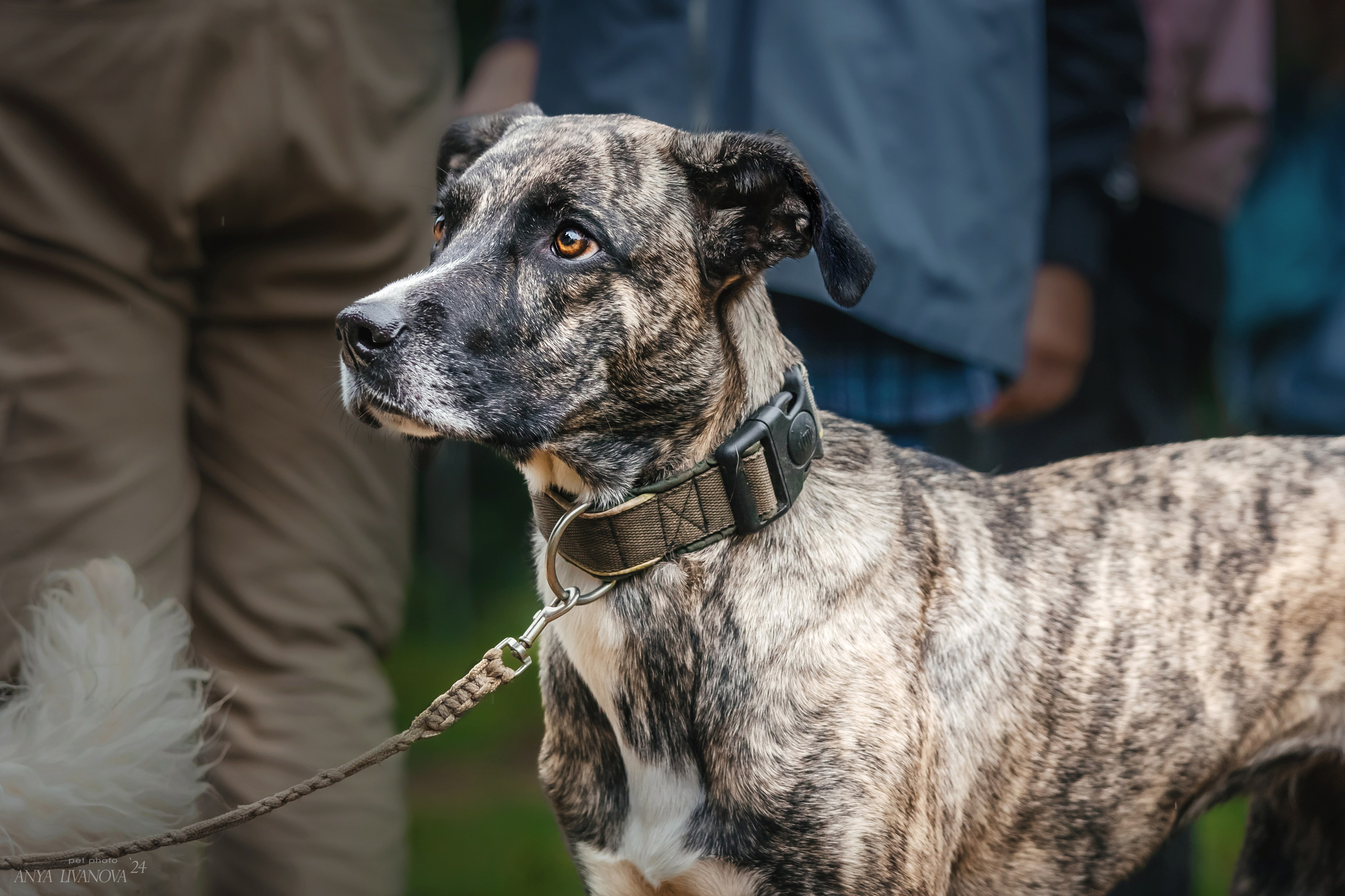 Ралли «Акела». Фотограф анималист Аня Ливанова | Рыбинск