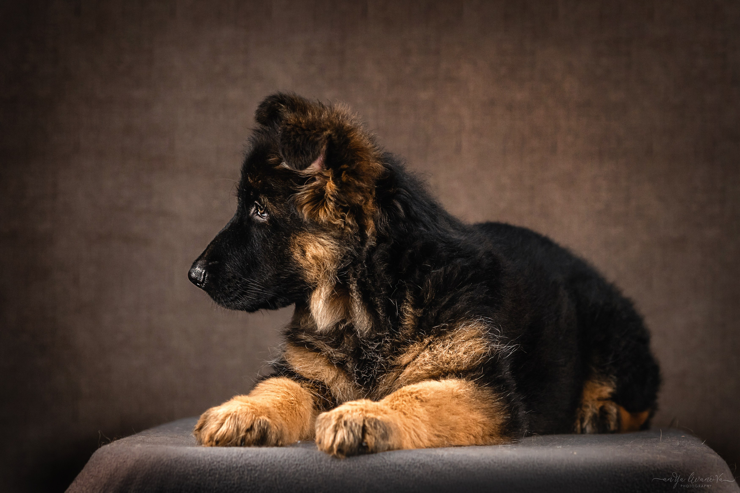 Овчарята. Фотограф анималист Аня Ливанова | Рыбинск