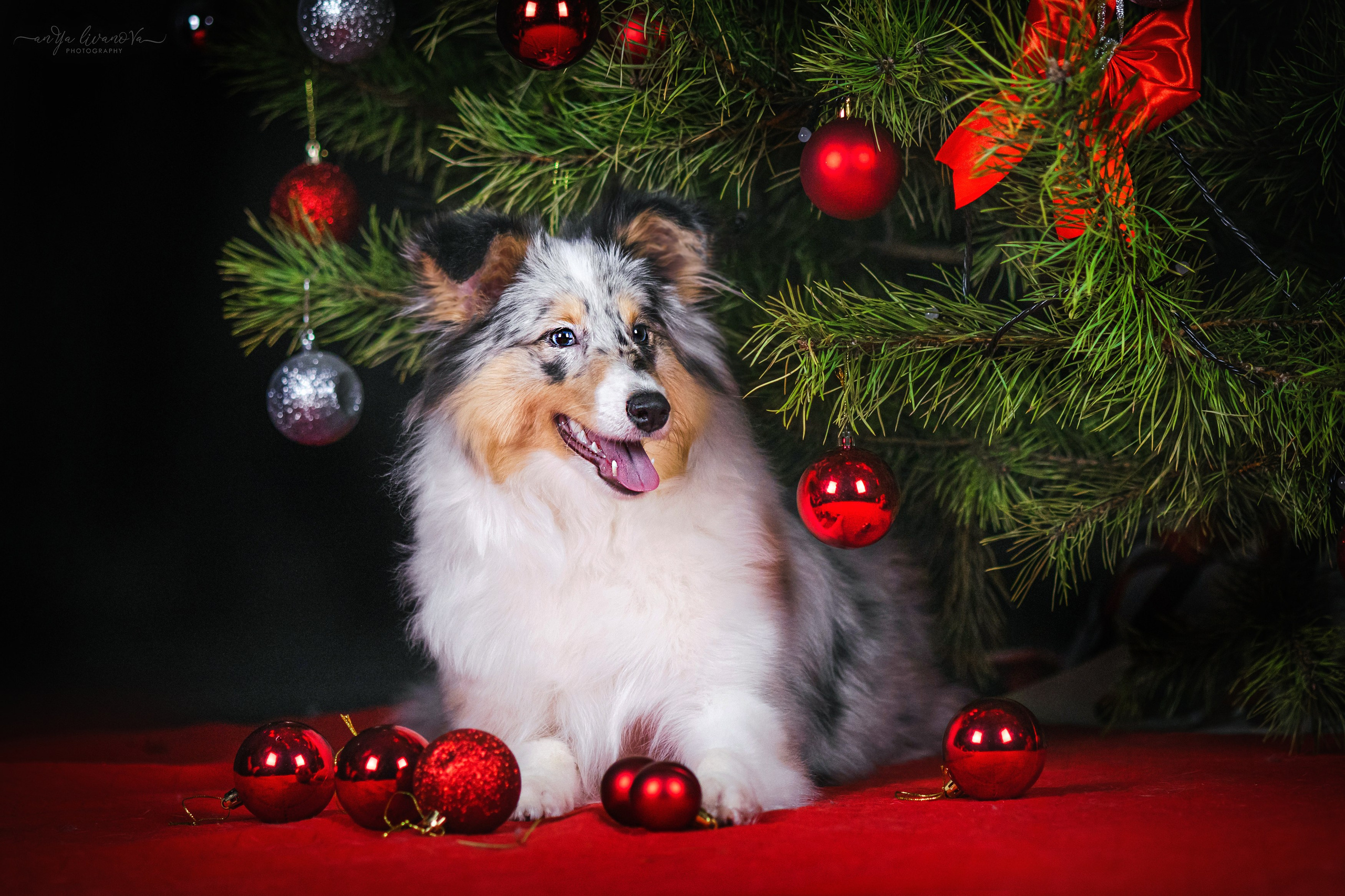 Новогодняя атмосфера в «Simply the Best». Фотограф анималист Аня Ливанова | Рыбинск