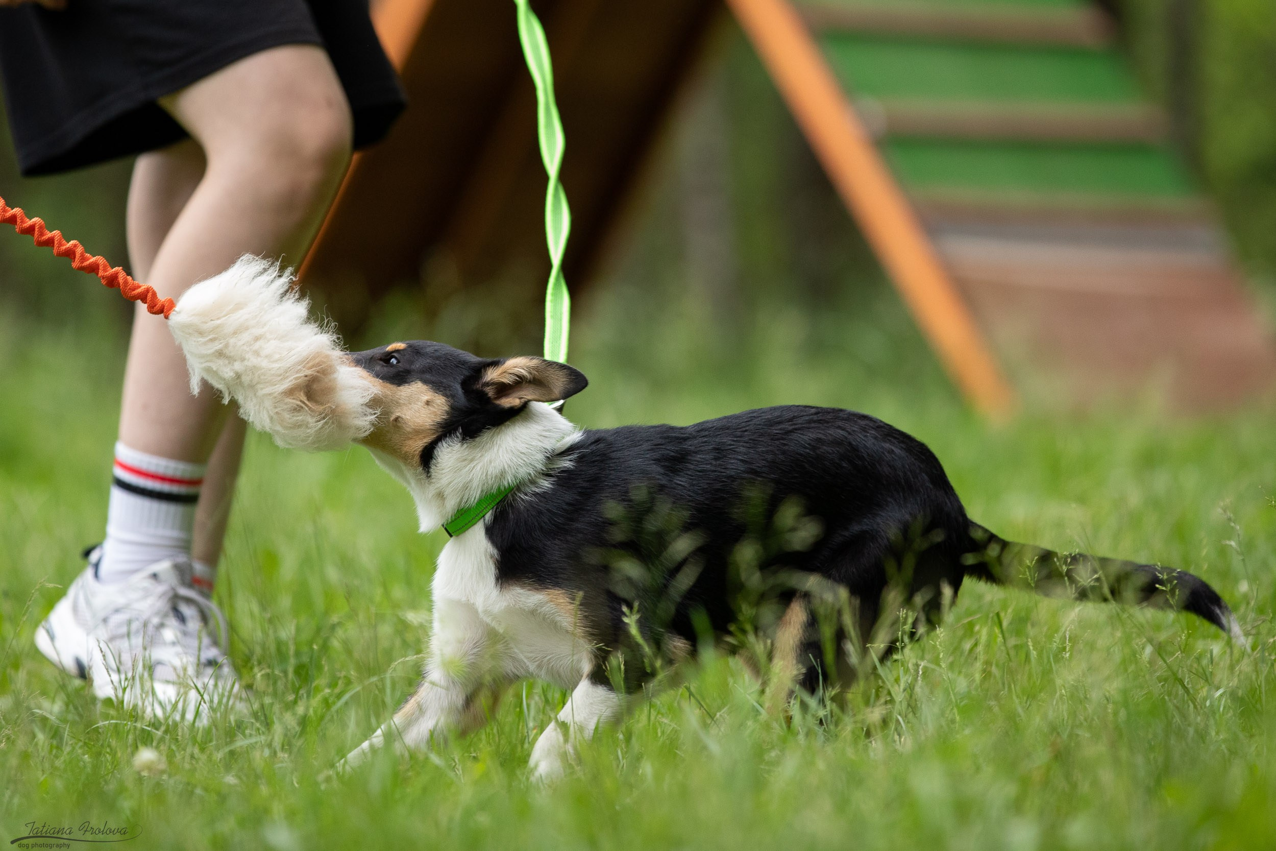 Репортаж с выводки молодняка колли/шелти в Ясенево. Фотограф-анималист в Москве и Московской области Татьяна Фролова