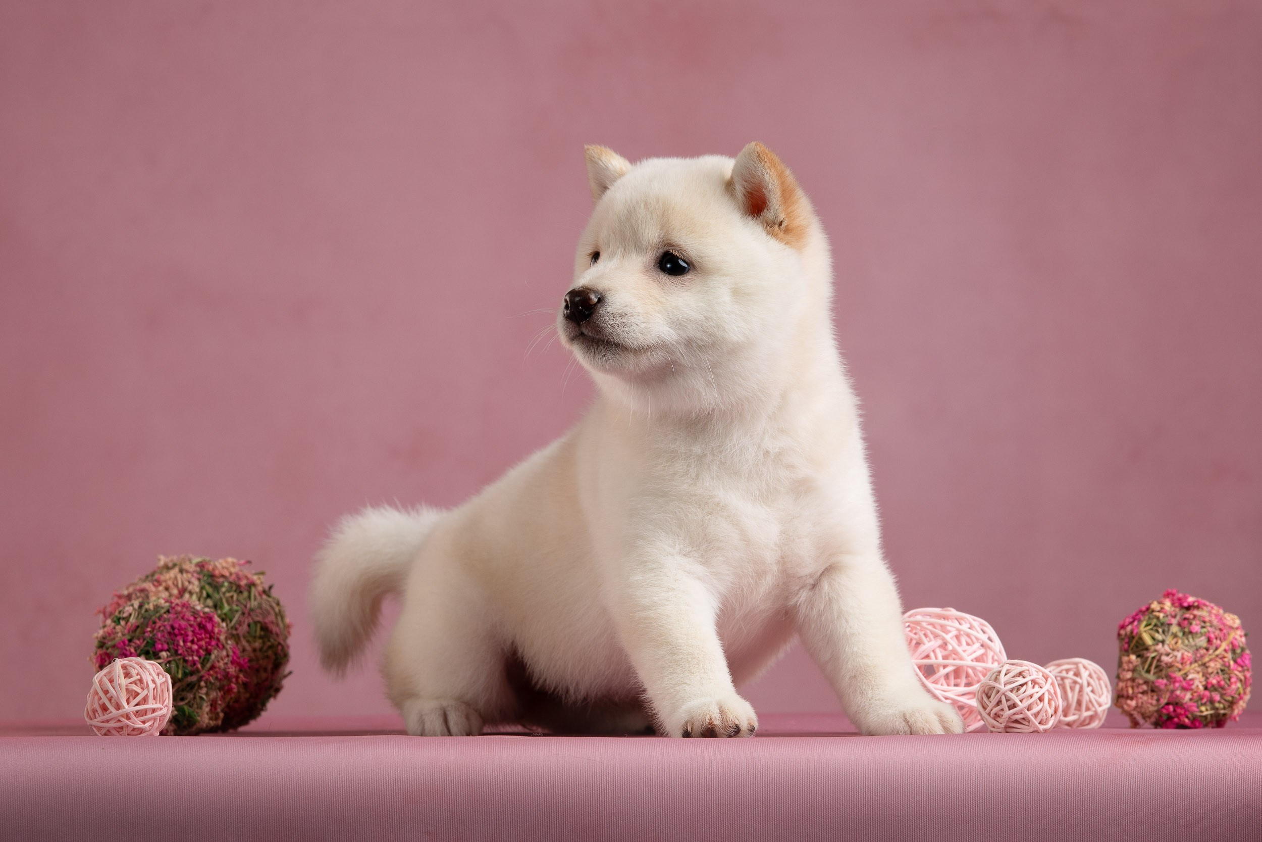 Гламурная фотосессия для щеночков. Фотограф-анималист в Москве и Московской области Татьяна Фролова