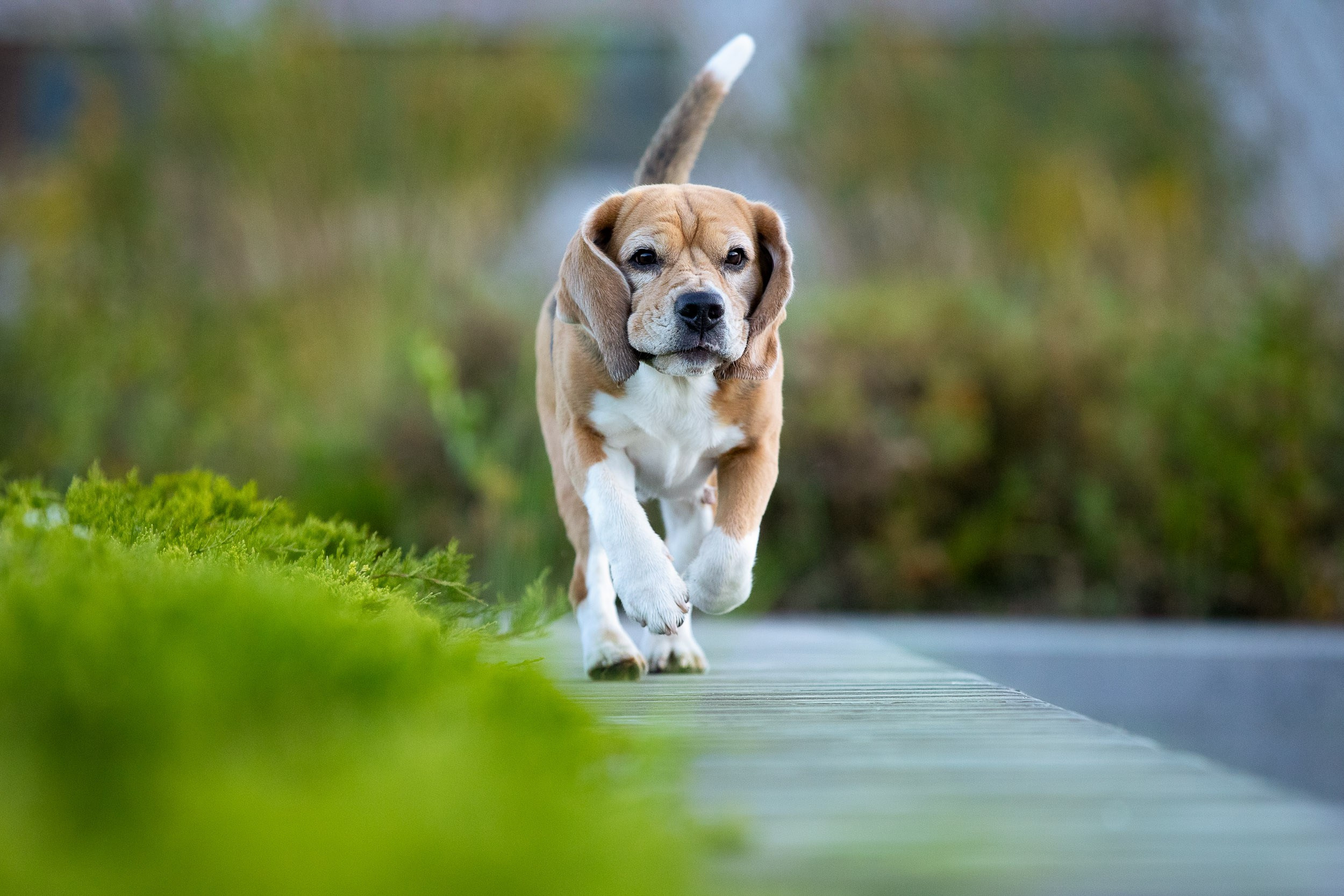 Фотопрогулка с Татьяной и биглем Евой. Фотограф-анималист в Москве и Московской области Татьяна Фролова